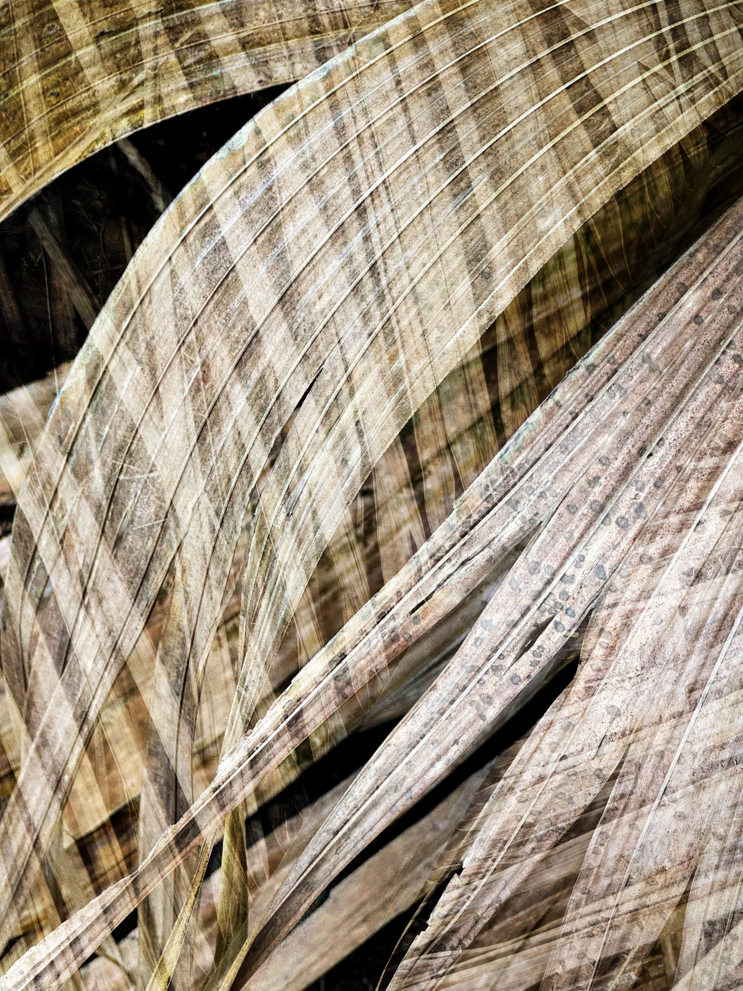 palms-5.jpg