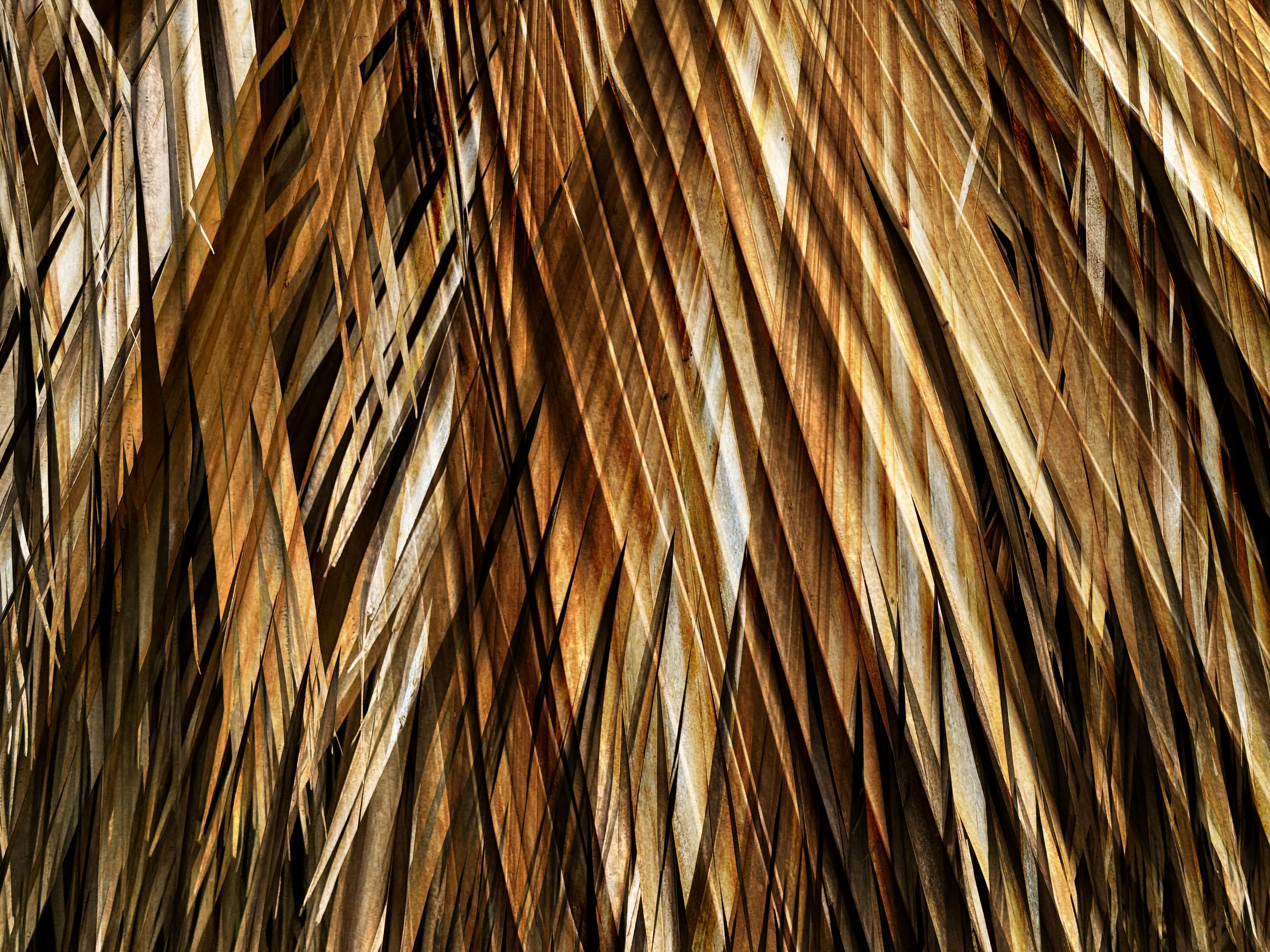 palms-3.jpg