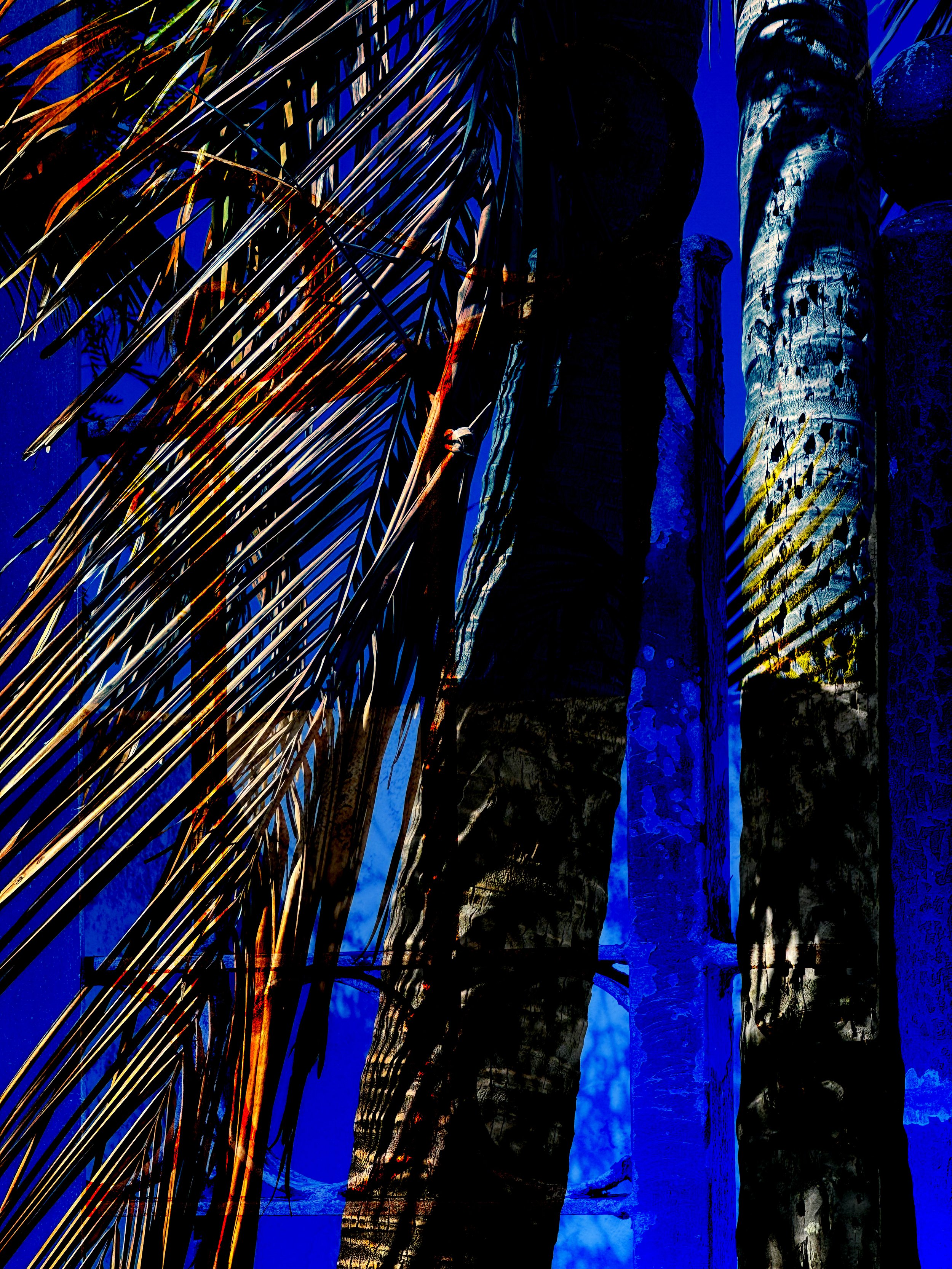 PortlockPalms-1.jpg