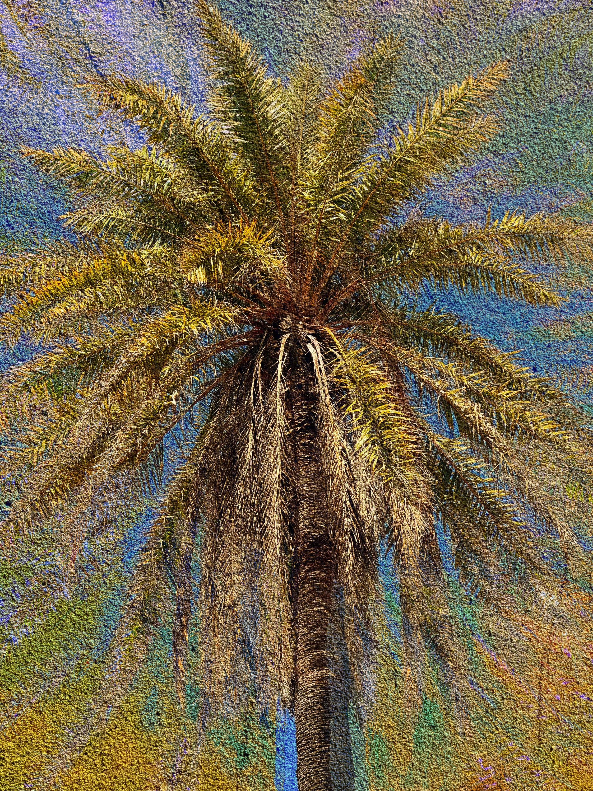PalmsDiamondHead9.24-3.jpg