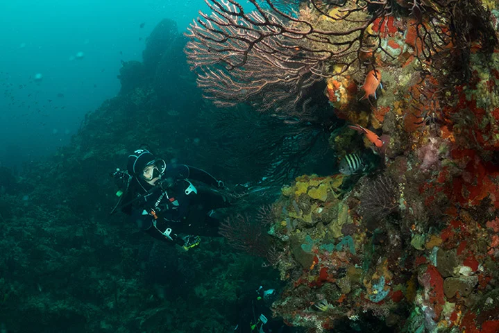 PADI Project Aware Coral Reef Conservation Specialty Course