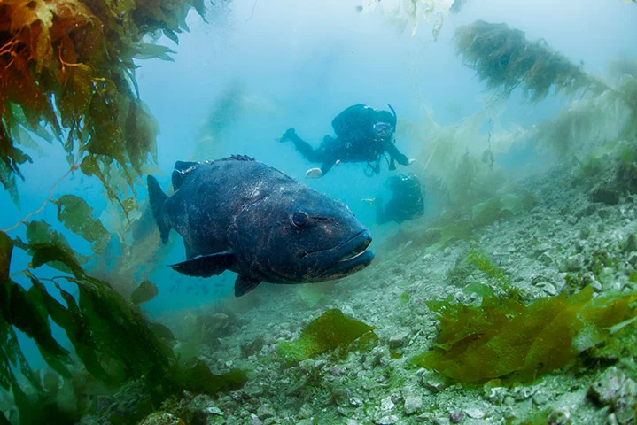 PADI Project Aware Fish Identification Specialty Course