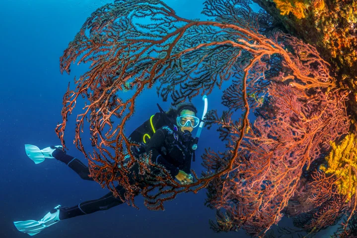 PADI Underwater Naturalist Specialty Course