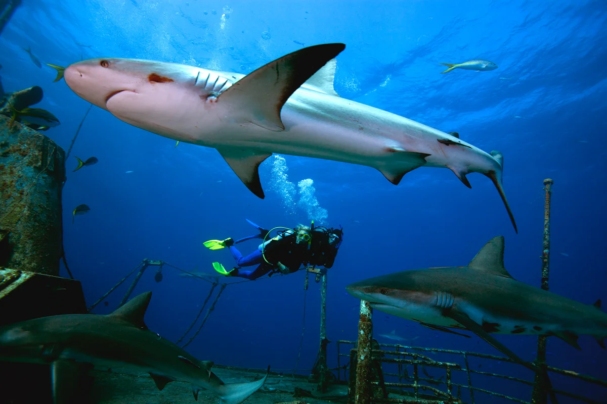 PADI Shark Conservation Diver Distinctive Specialty Course