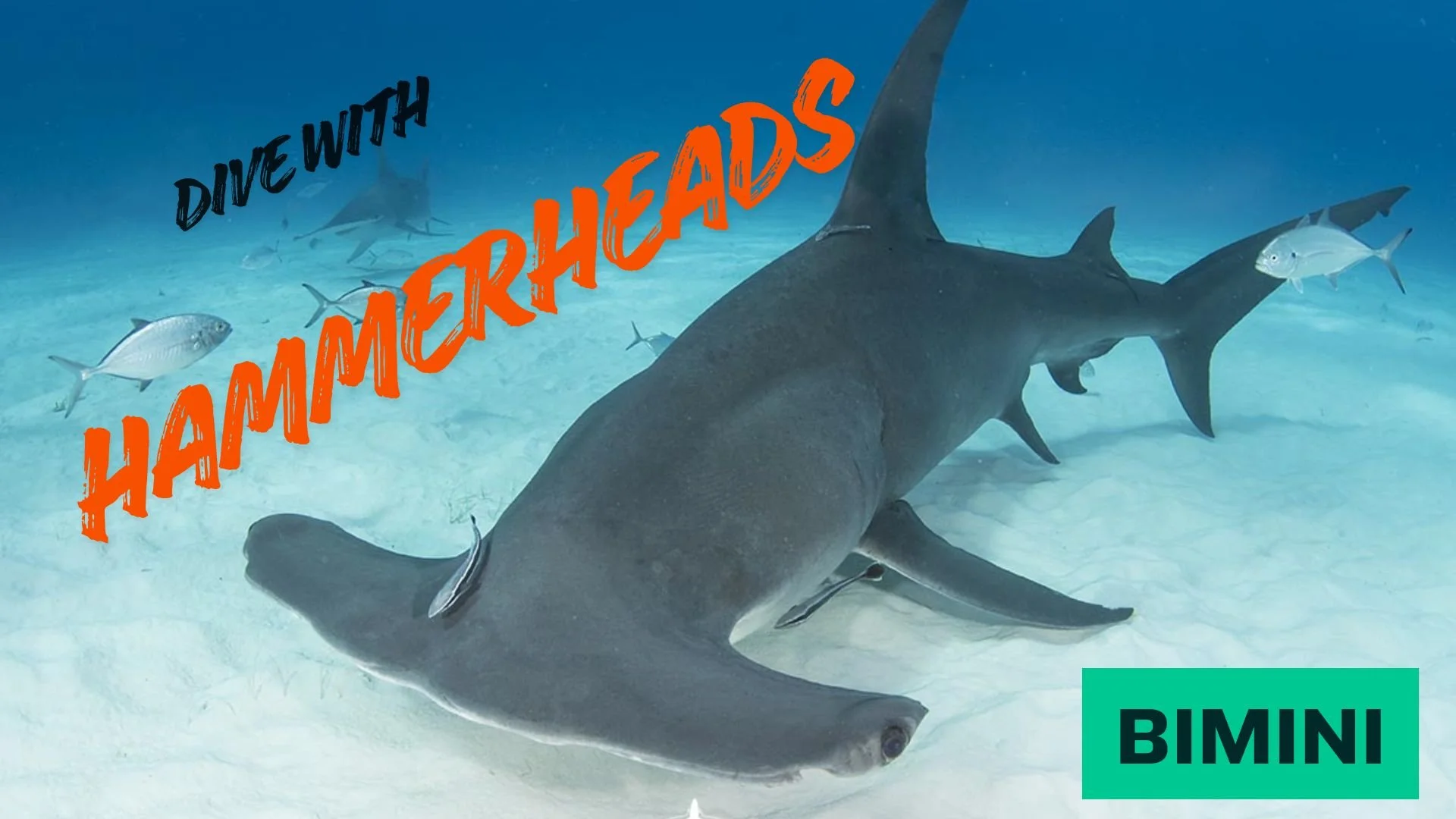 HAMMERHEAD.jpg