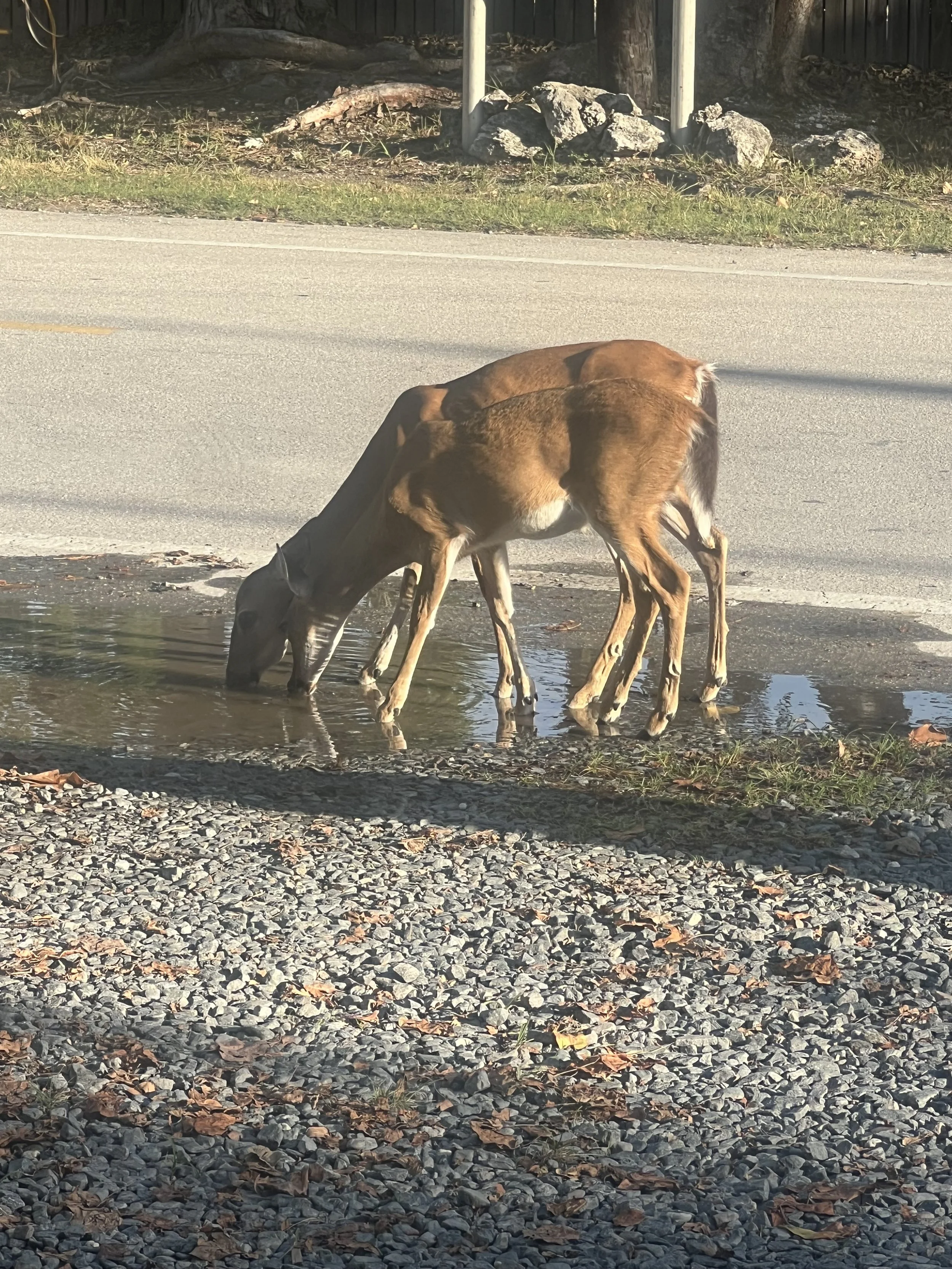 Key Deer.jpeg