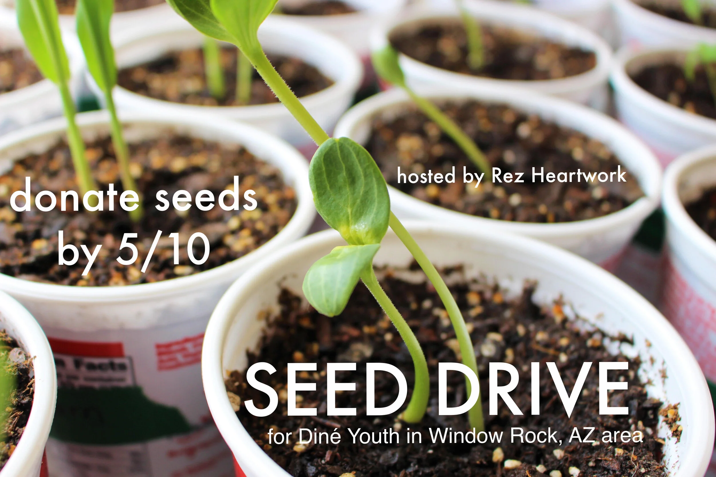 seedlings 04 17 2021