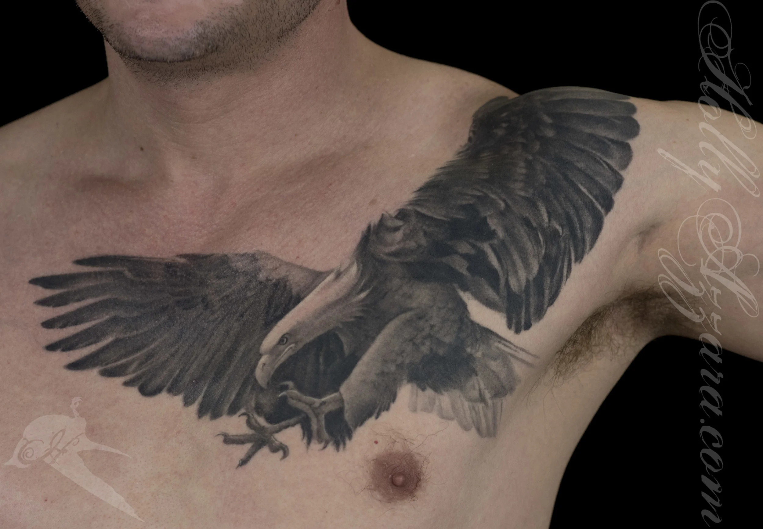 Black and Grey Realistic Bald Eagle