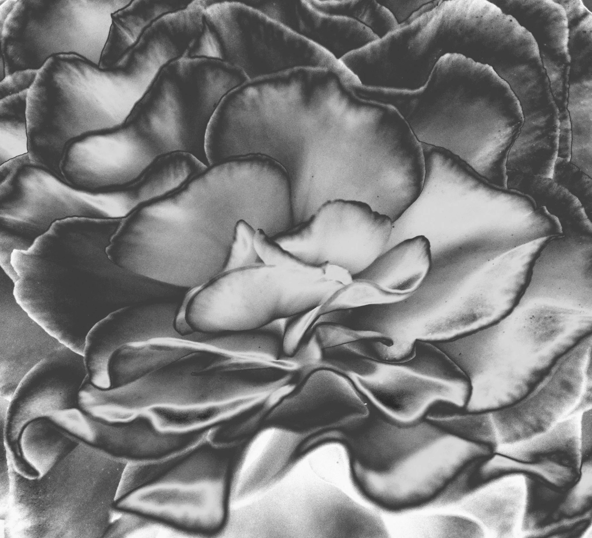 close_up.jpg
