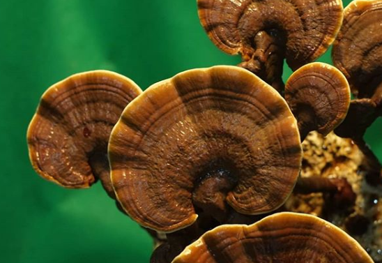 Screenshot 2020-03-17 at 4.26.31 PM.png