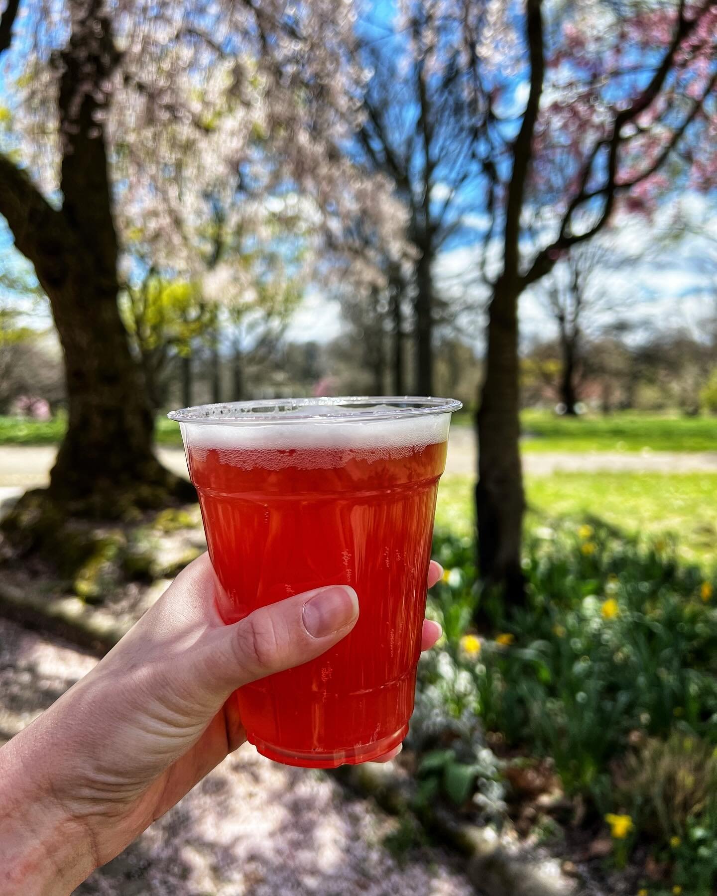 Have your tried our Secret Cherry Beer yet? 🍒🍻This American Wheat beer is made with loads of sour cherries and has delicious notes of cherry pie. At 5.5% ABV it&rsquo;s bright, a little tart, and kinda tastes pink! 💕 We&rsquo;re serving this all w