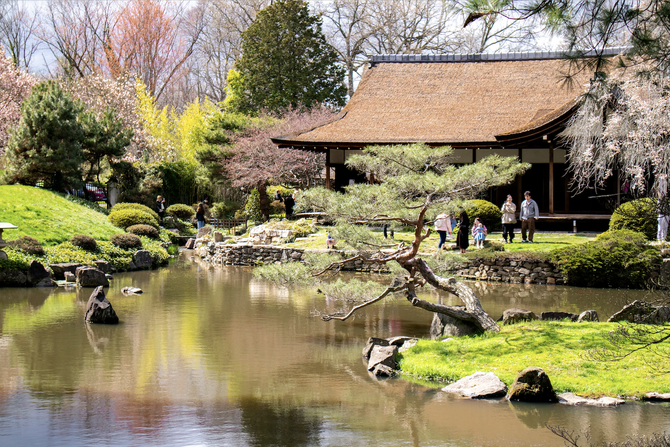 Cherry blossom festival