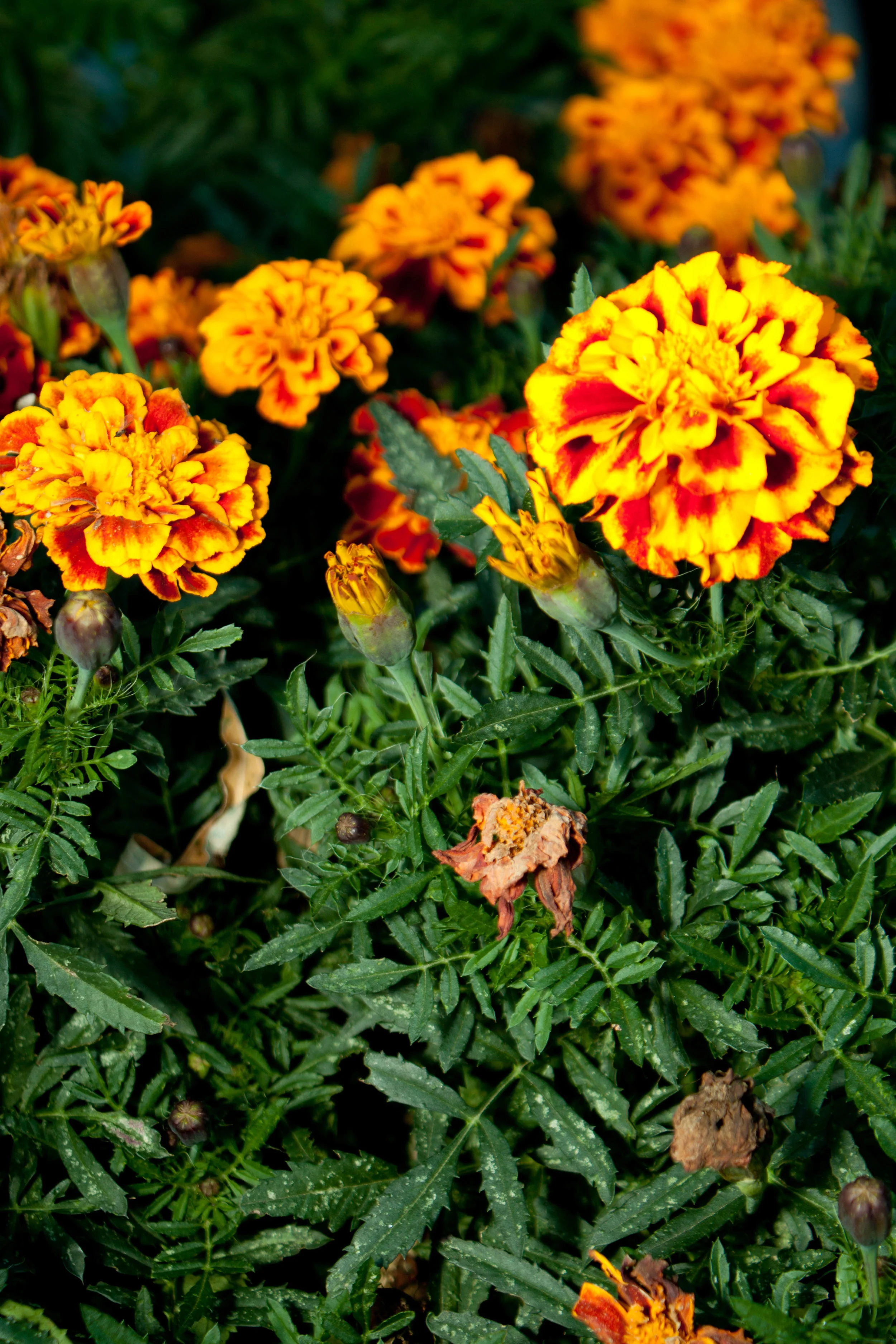 11autumn.jpg