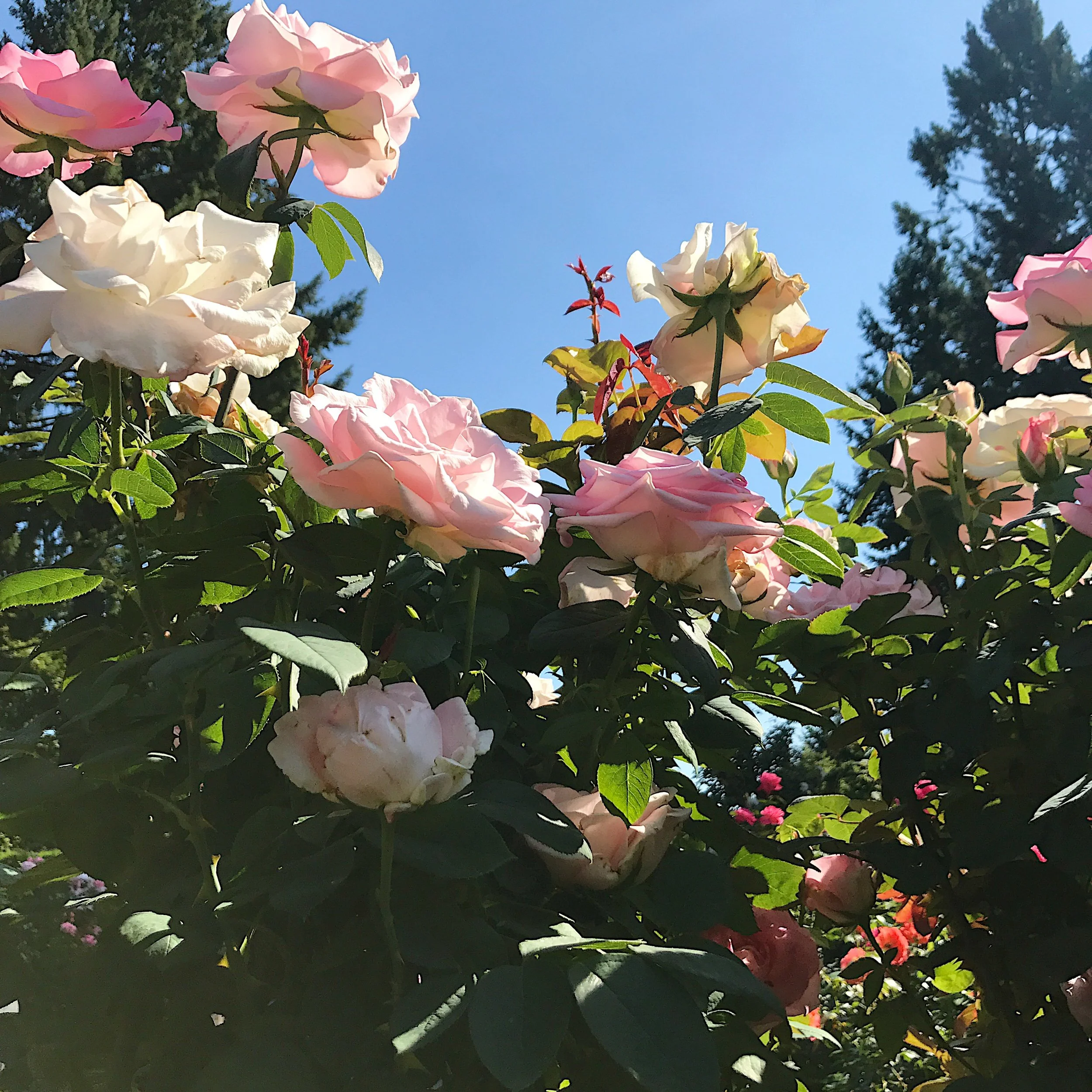 Portland, Oregon 2017