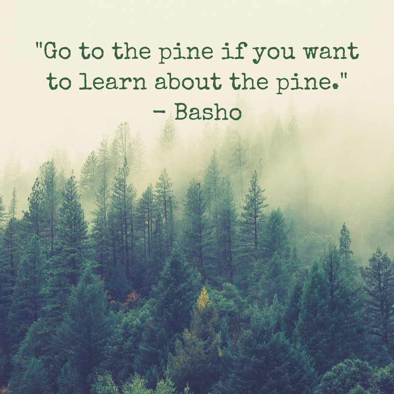 UX Zen Pine.png