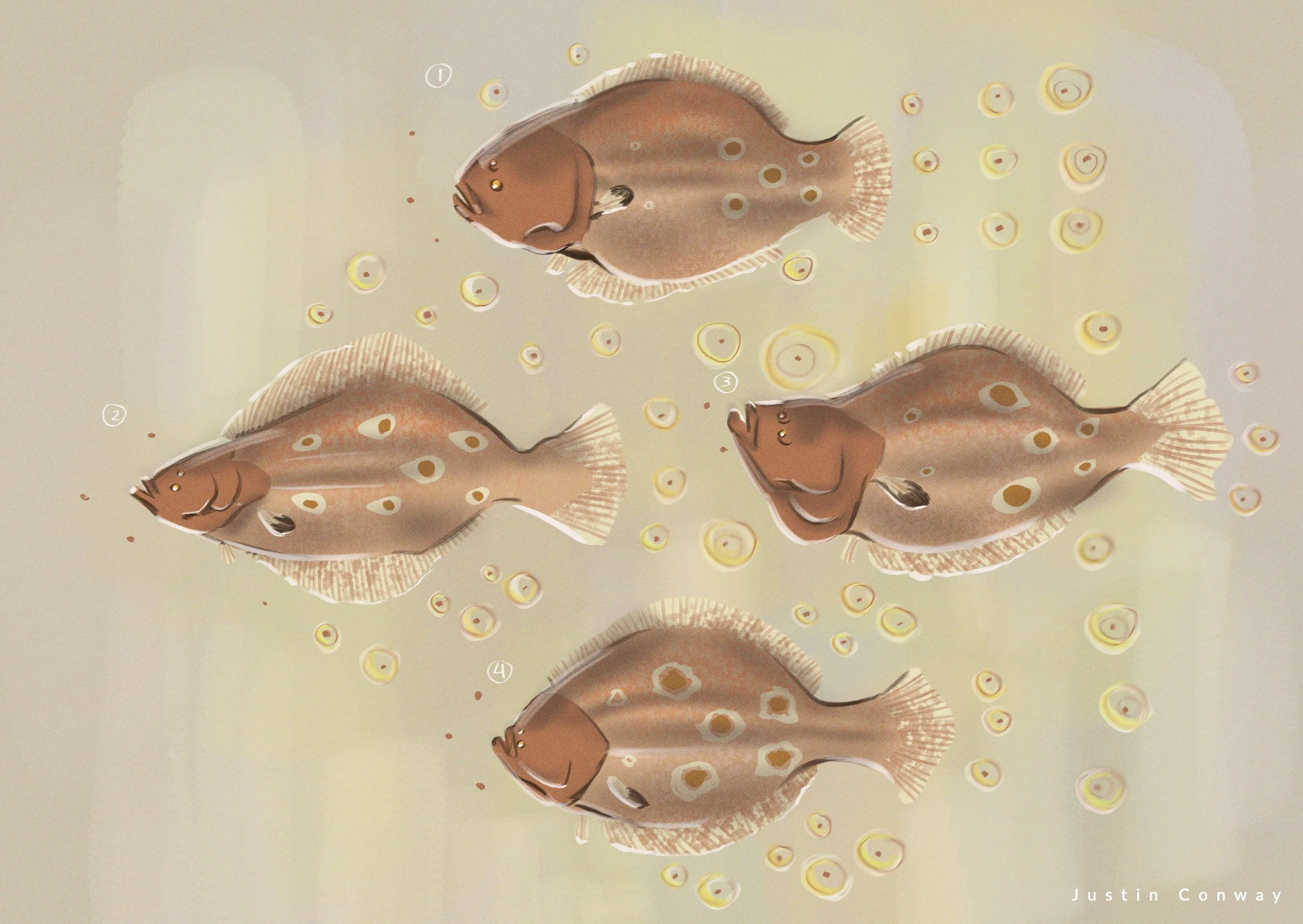 260624_FlounderSketches_2_small.jpg