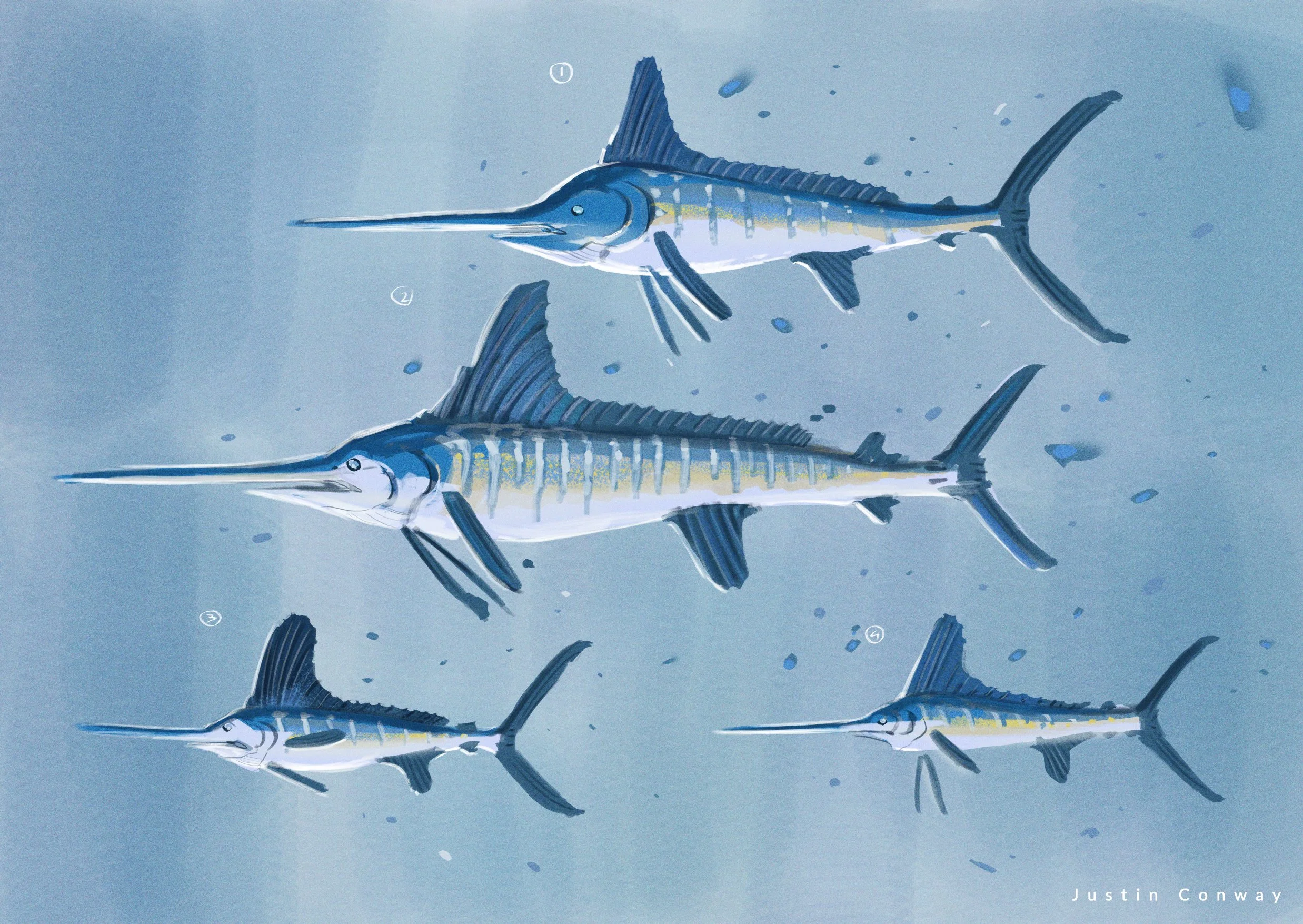 260715_WhiteMarlinExplorations_small.jpg
