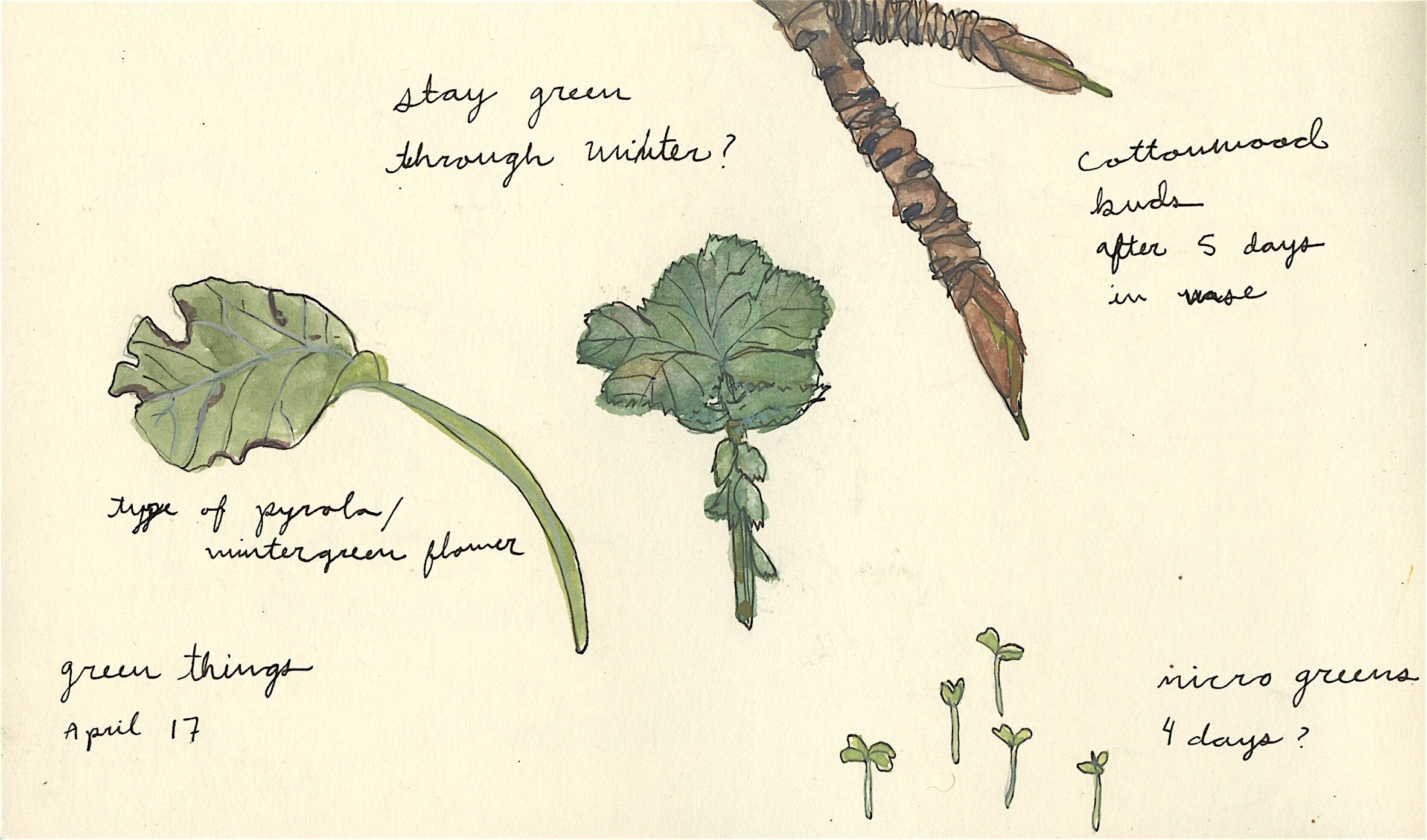 NatureJournal5.jpeg