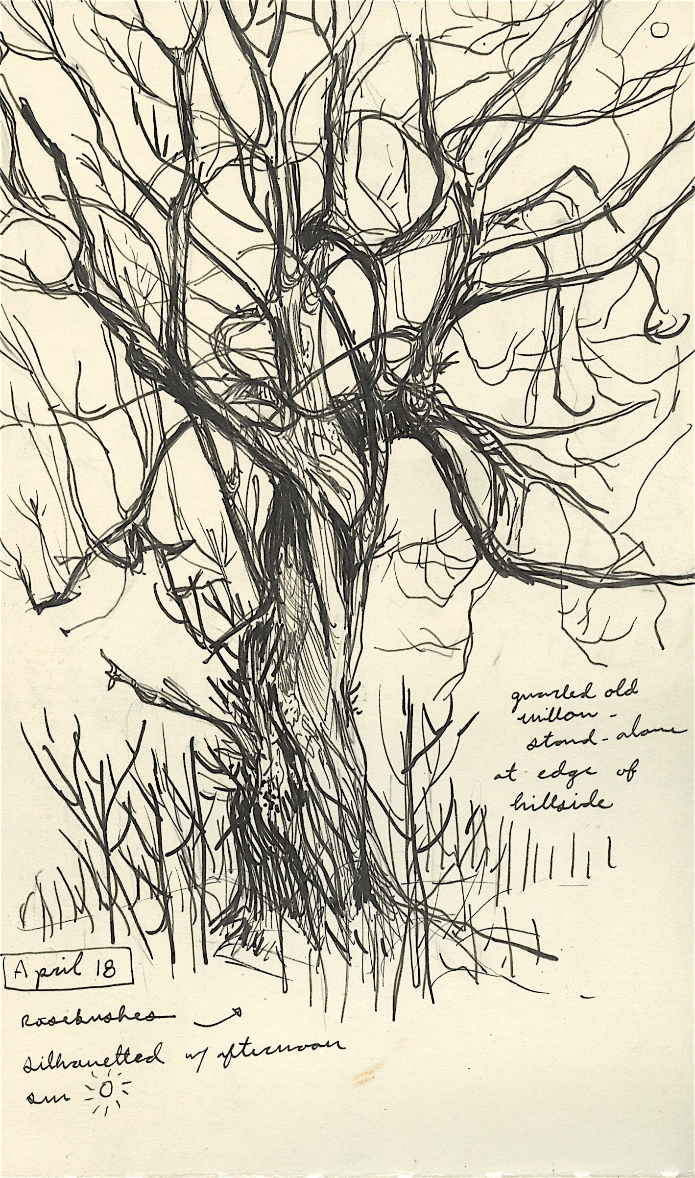 NatureJournal4.jpeg