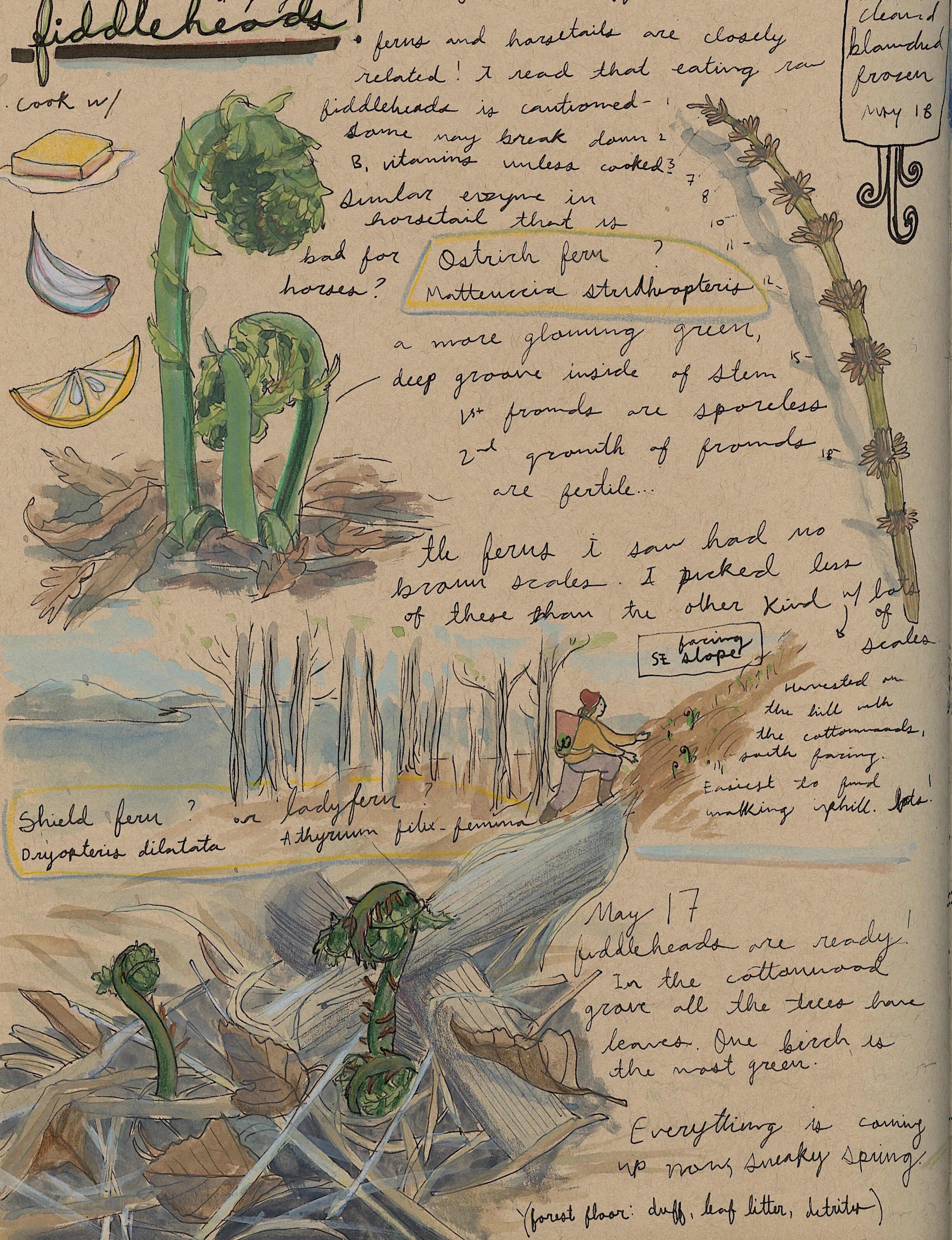 NatureJournal3.jpeg