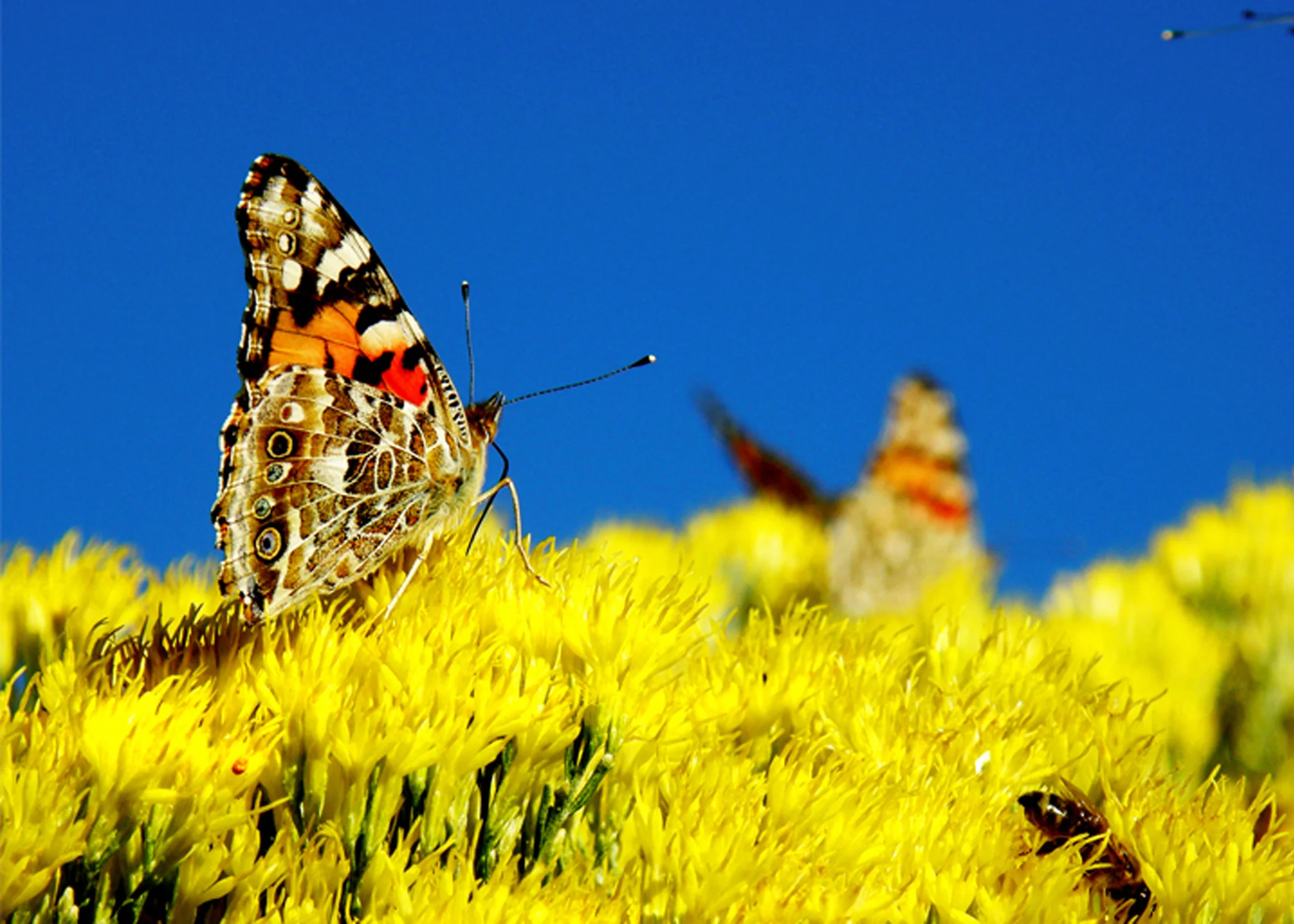 Vibrance_5X7_300px.jpg