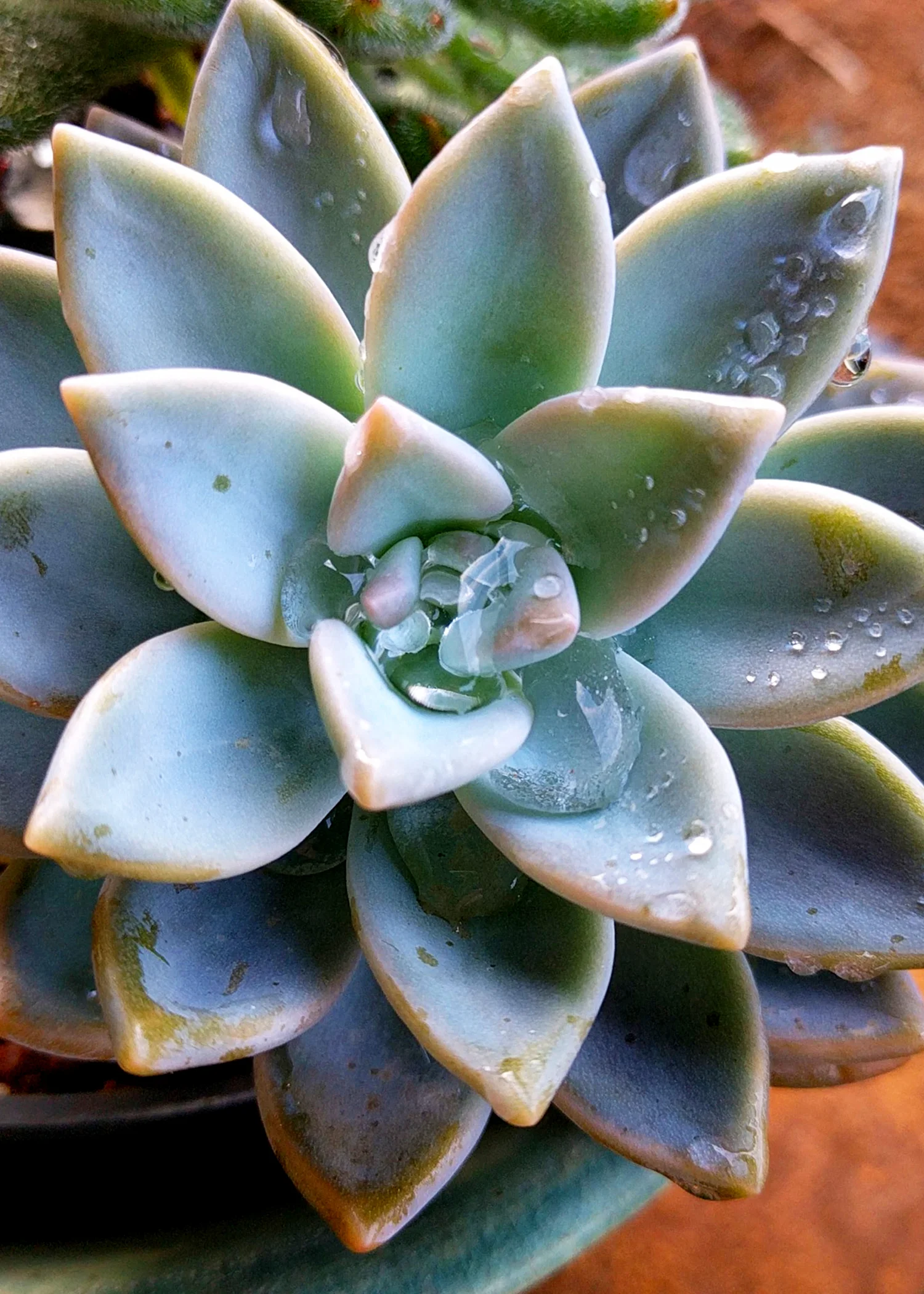 succulent_20160815_5X7_300px.jpg