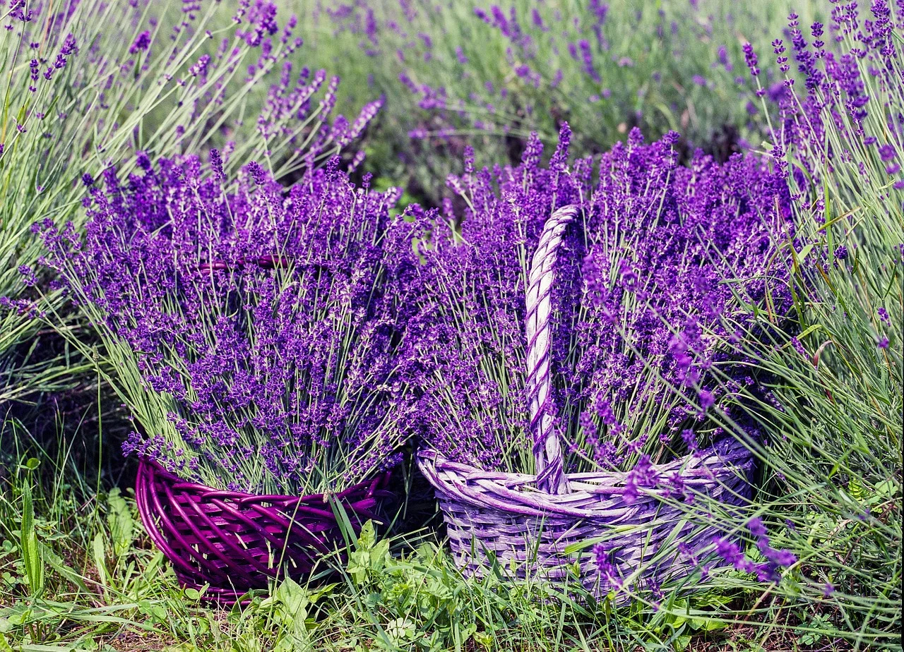 lavender-1478111_1280.jpg