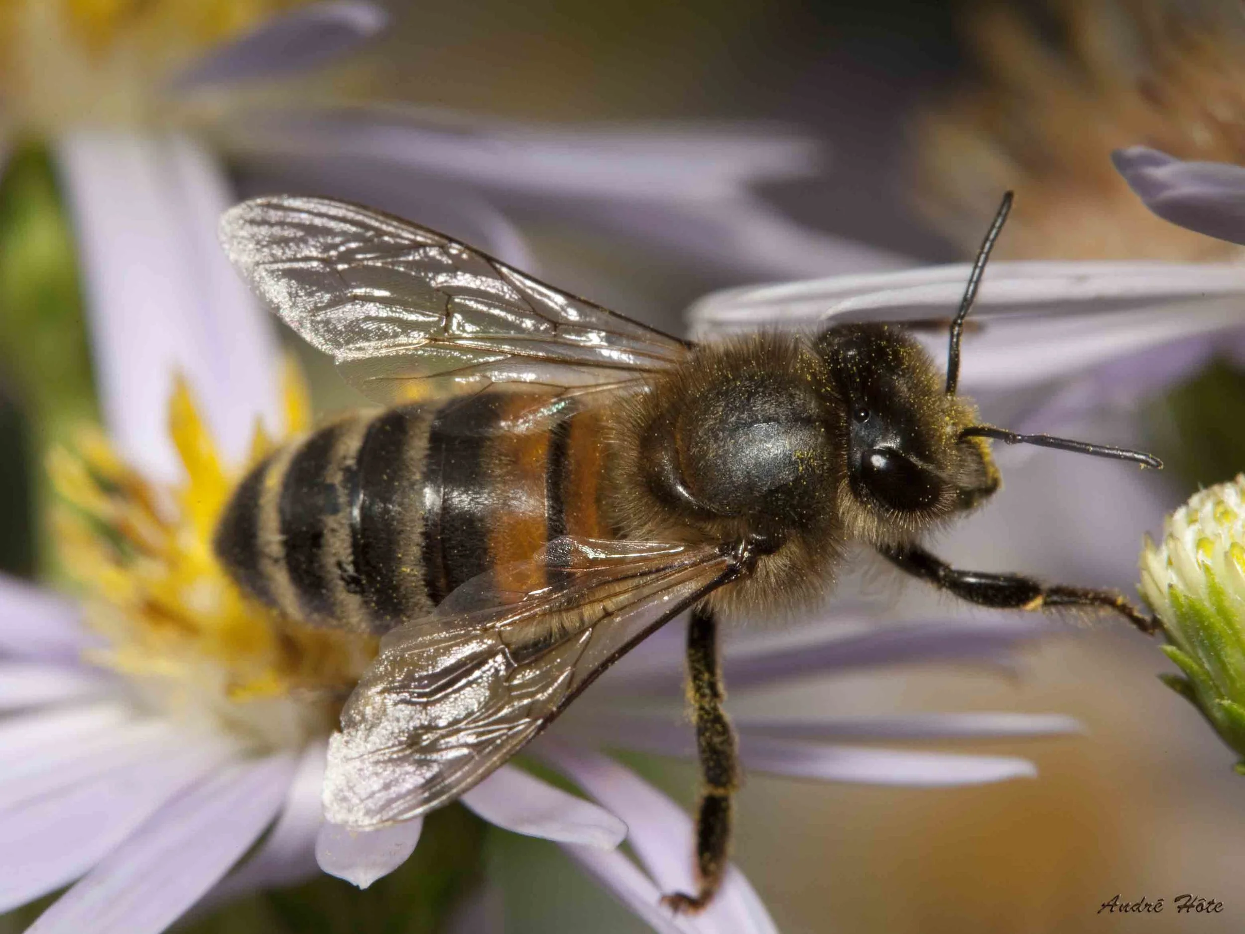 Abeille sur aster plongeante_3051.jpg