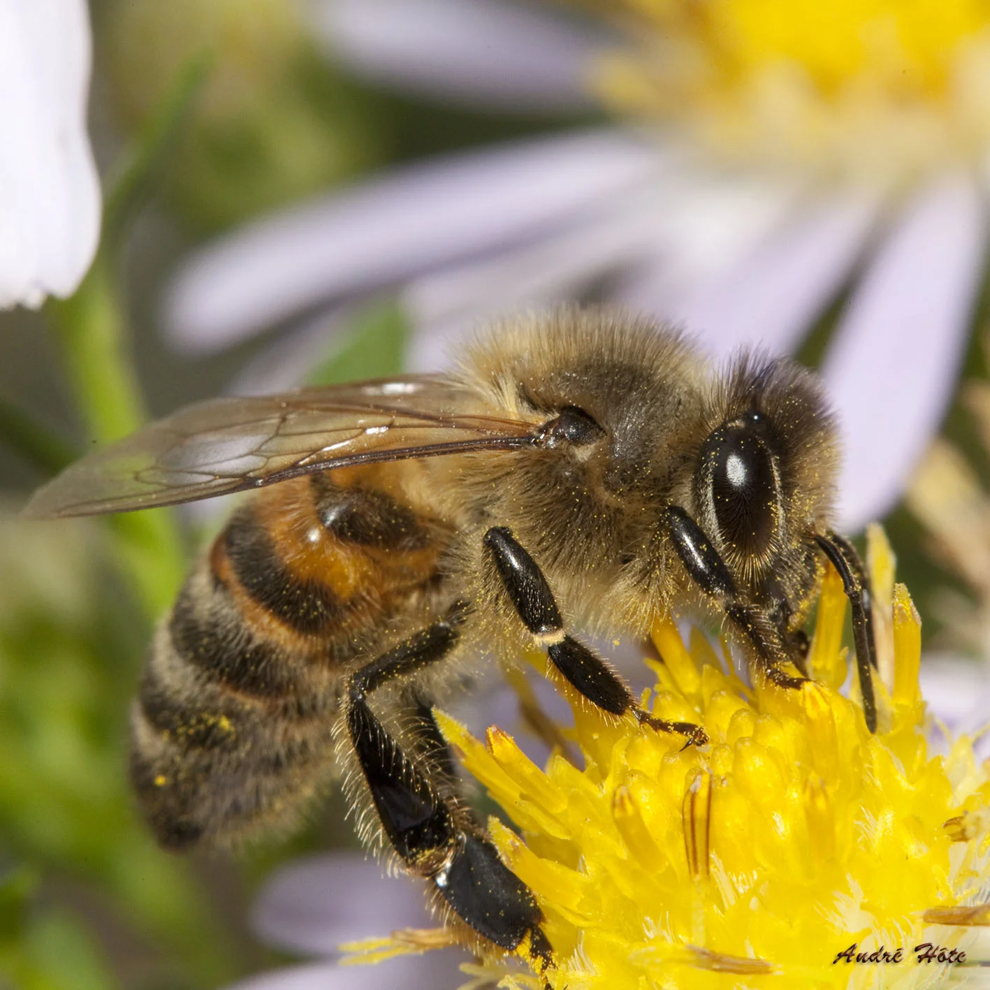 Abeille sur aster profil_3090.jpg