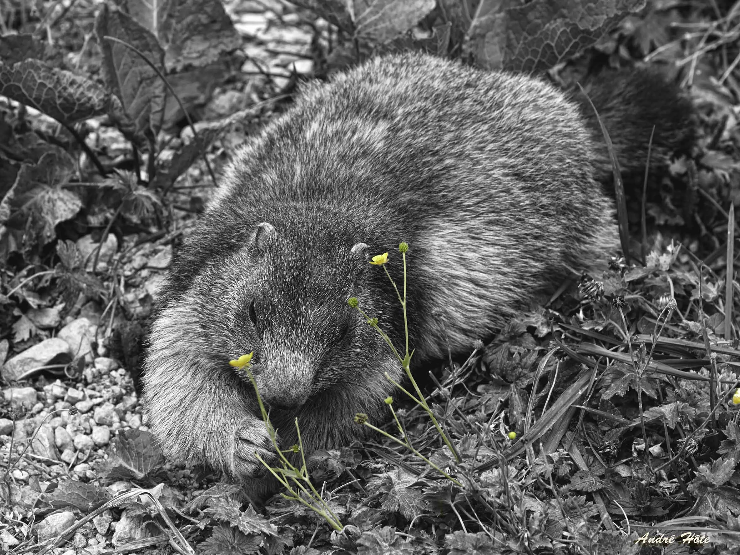 Marmotte_3-4_AV déjeûne