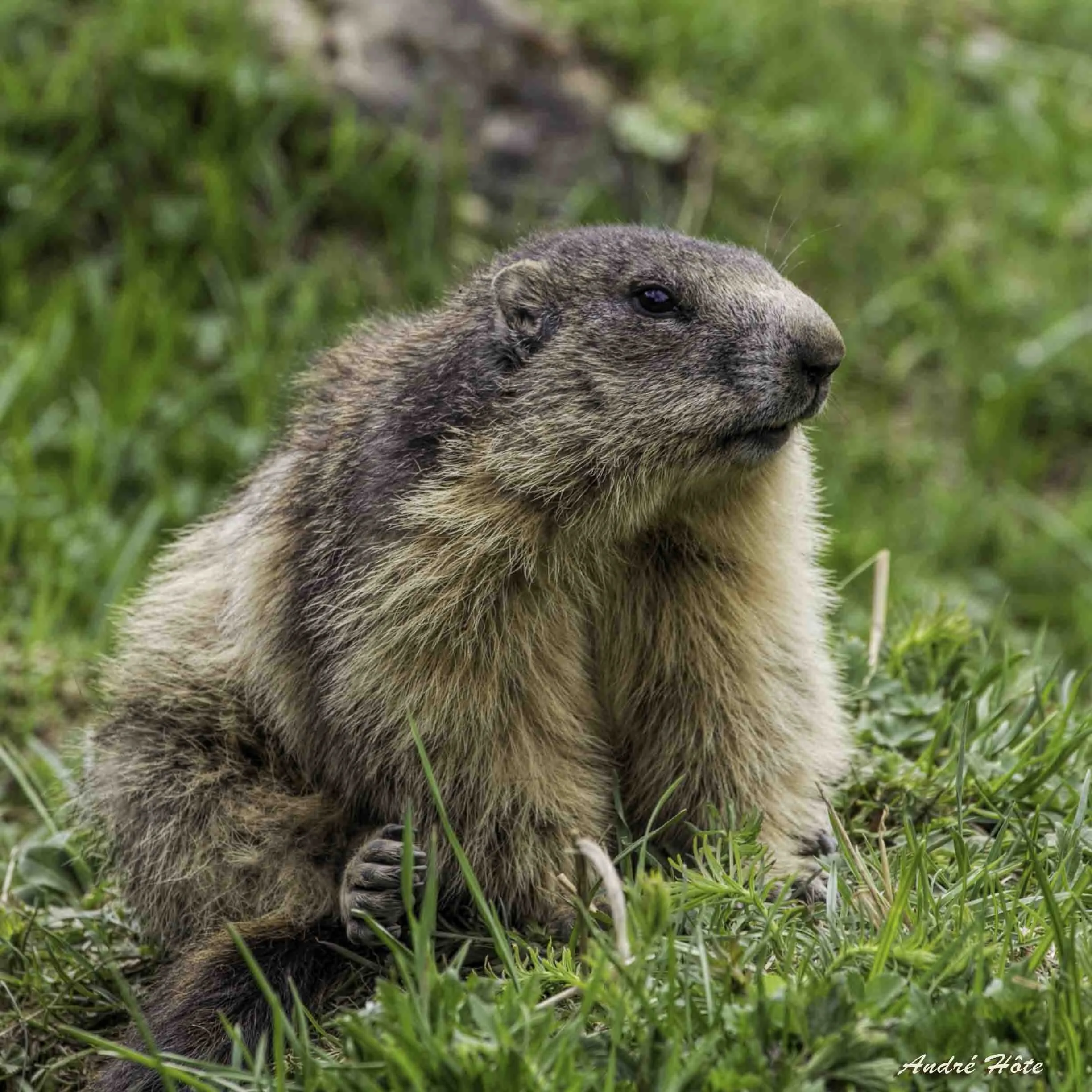 Marmotte_3-4_face_8288