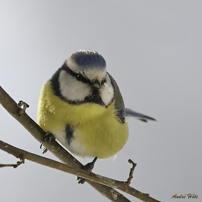 Mésange_bleue_branche_8007