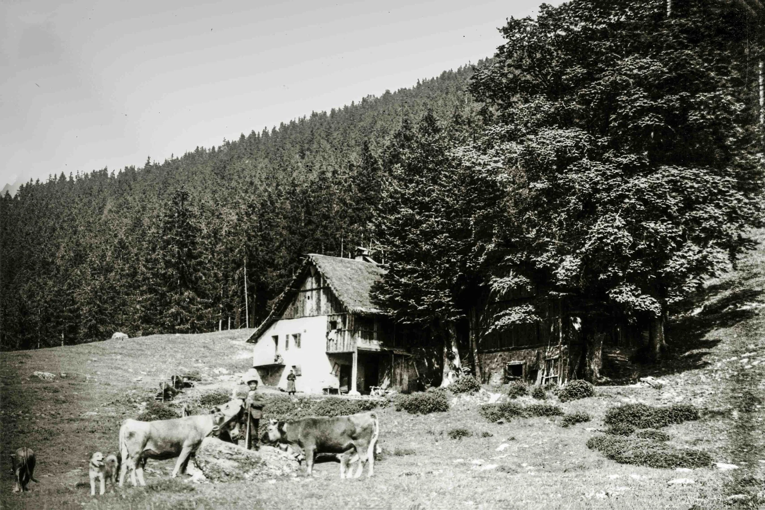Empirée_forêt_sépia2