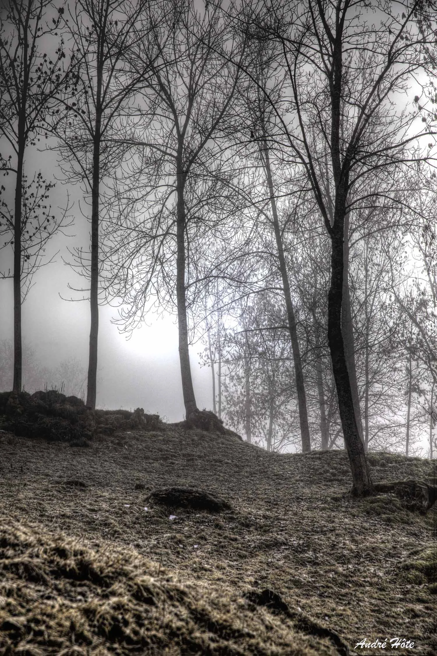 Arbres et brume A Mix_9494+