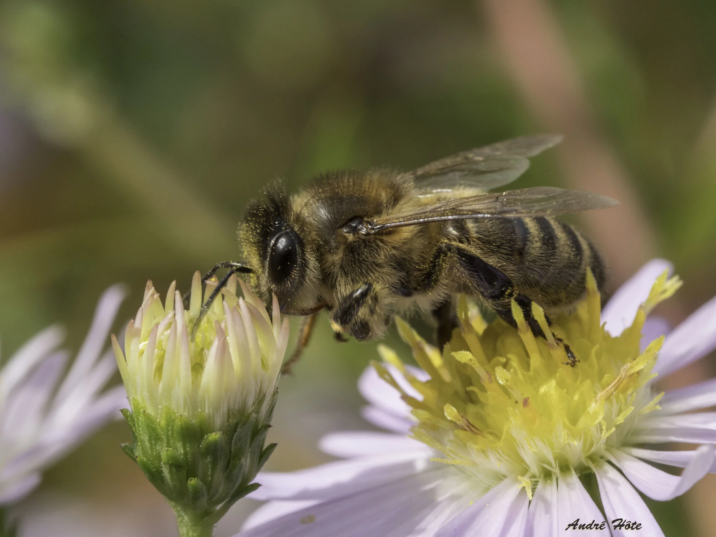 Abeille prf entre 2 asters_A040251