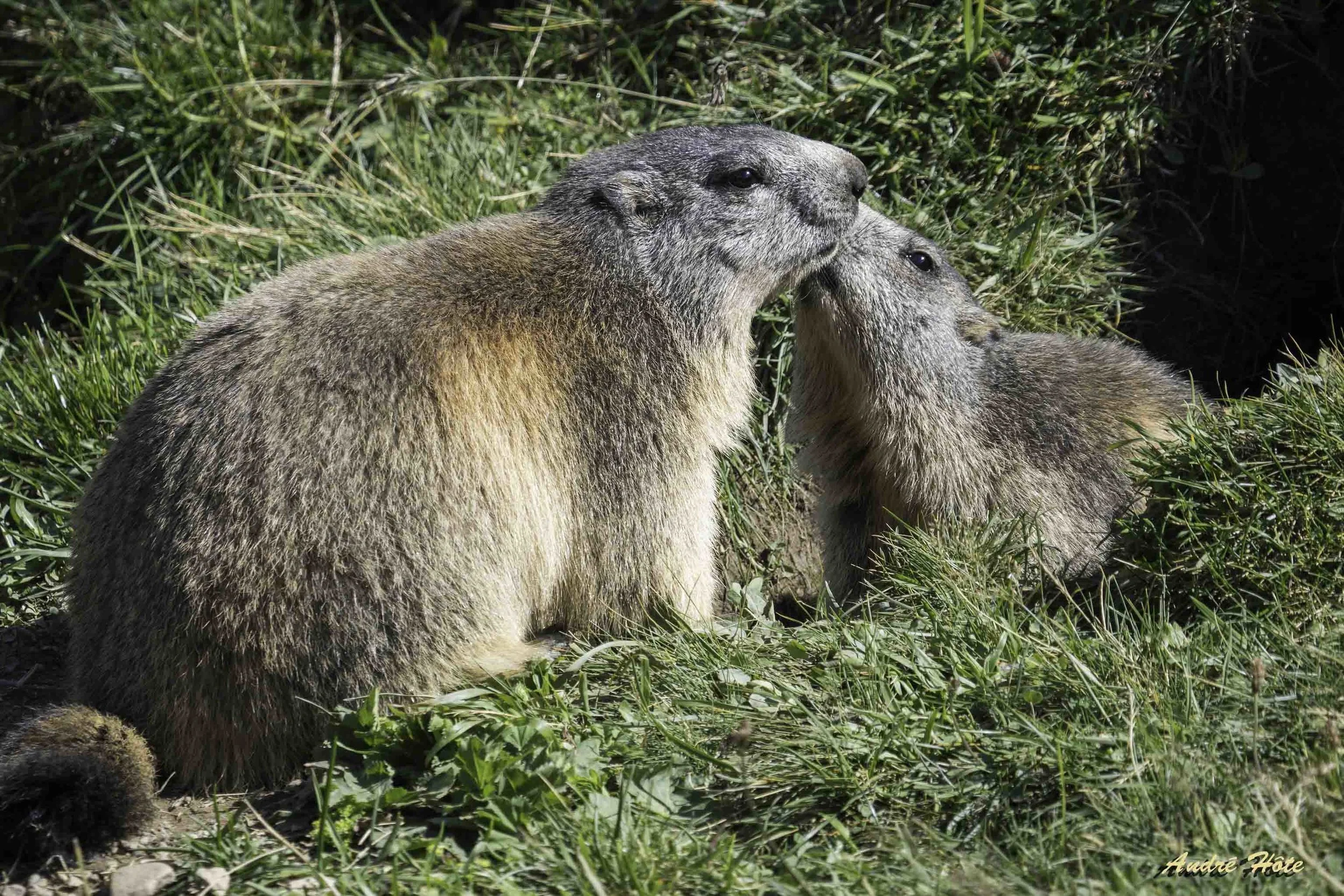 Mamours marmottes_9100412