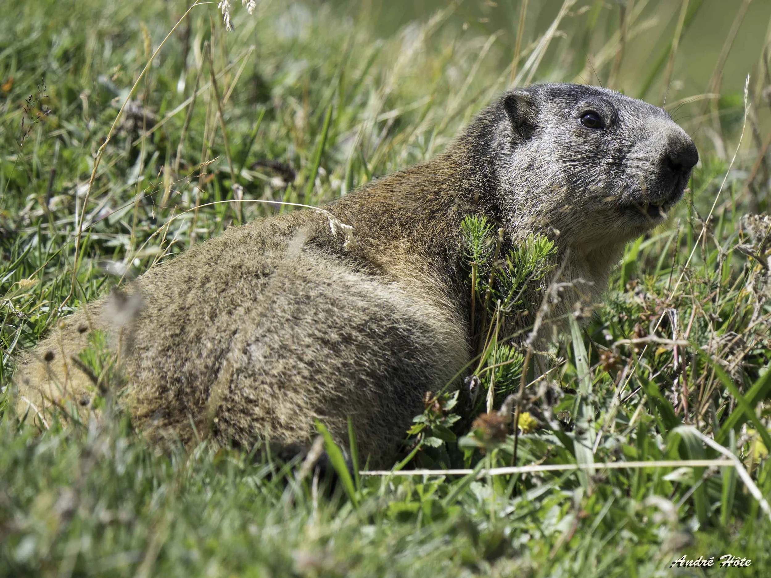 Marmotte assise 3-4 prf_9100380
