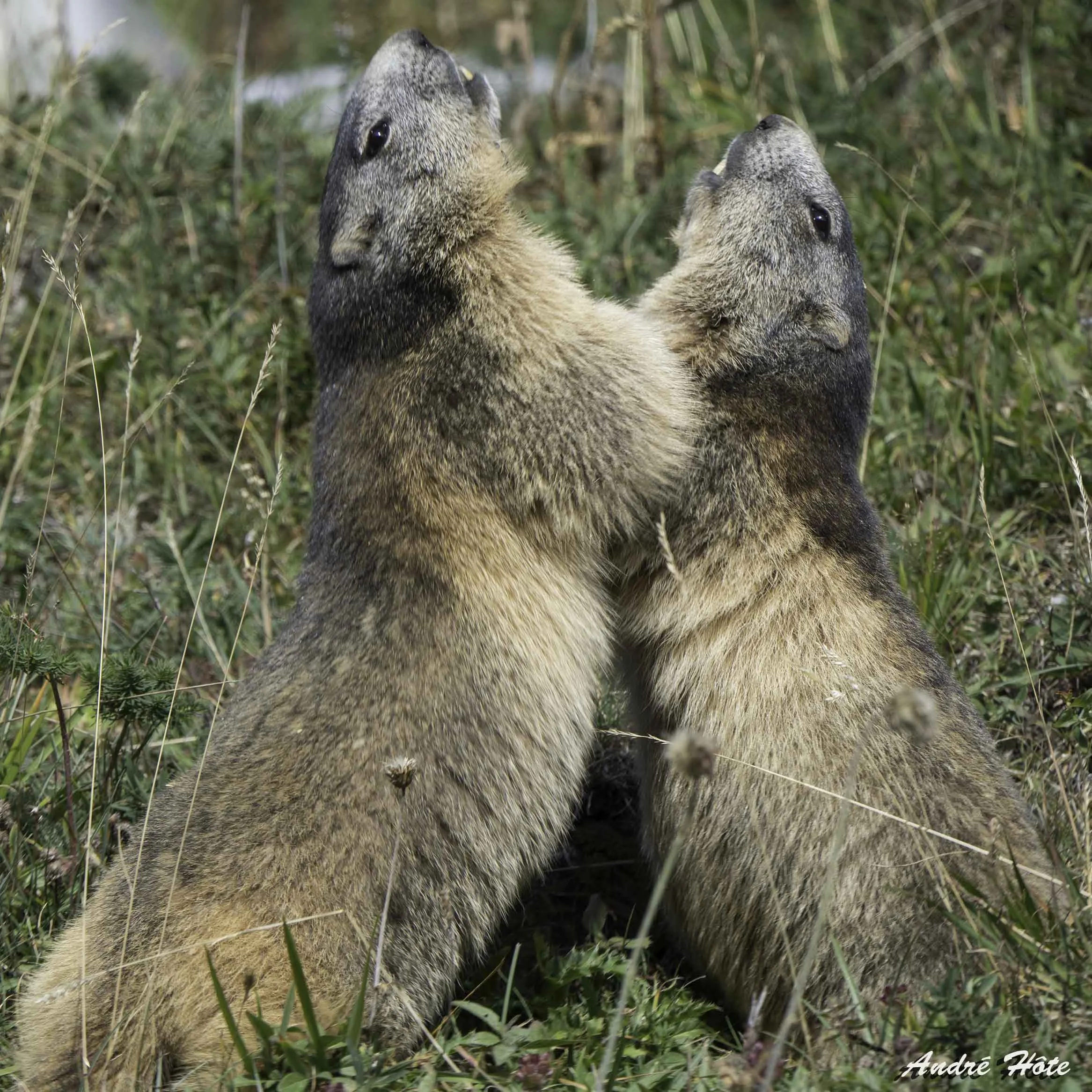 Rencontre au sommet_9160446