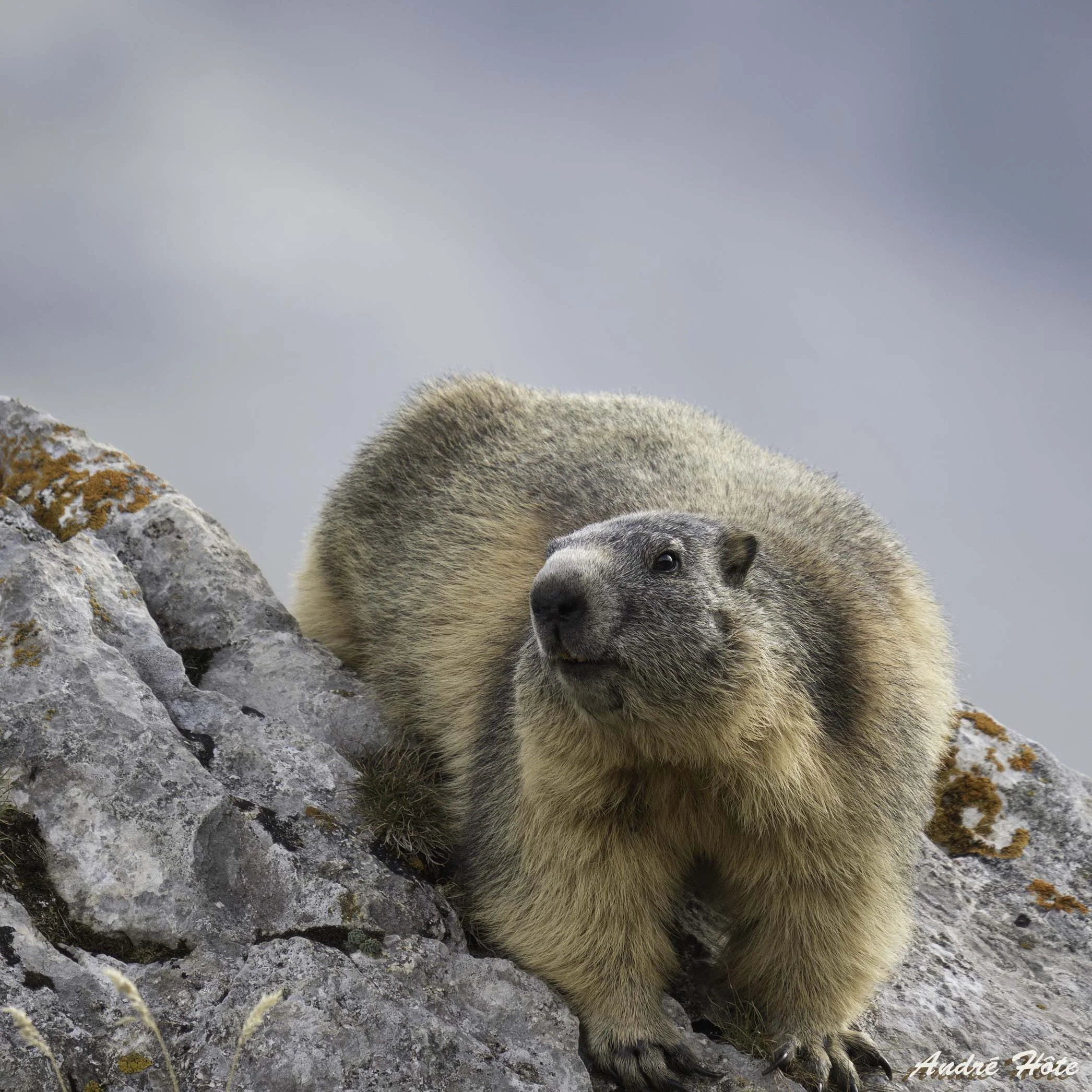 Marmotte rocher 3-4 face_9160919