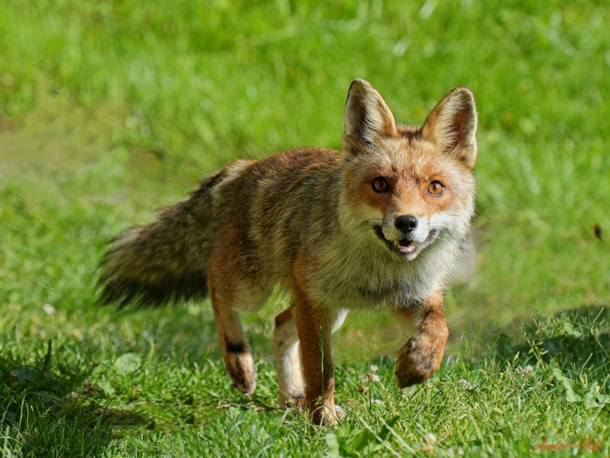 Goupila 3-4 face_4E78