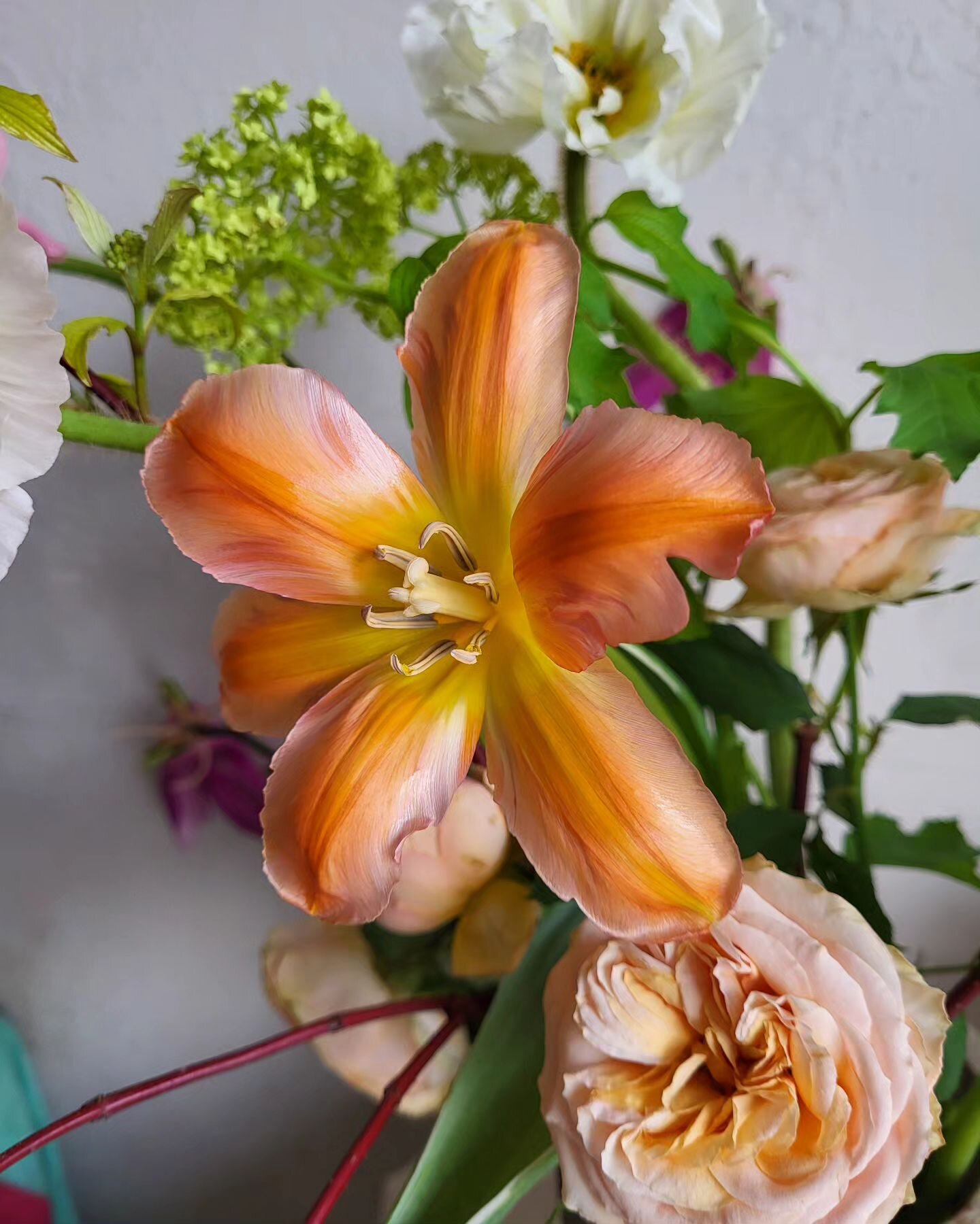 How do we feel about reflexed tulips? Is it a 'yay they're beaut' or a 'dear god are you insane'?
I'm interested to see what you all think.
P. S. There's no right or wrong answer.