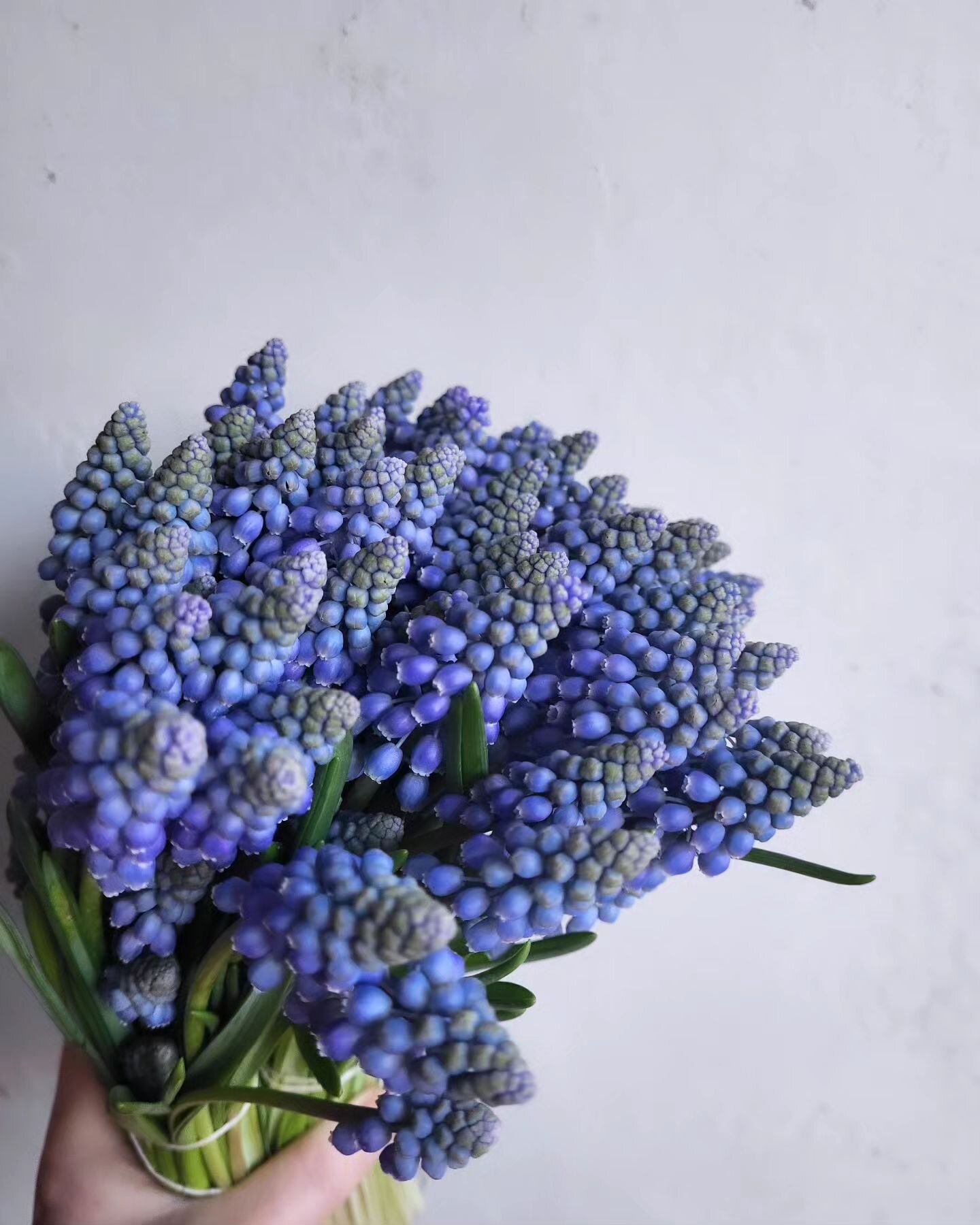 For all the muscari lovers. They smell divine and will be making their way into some cute colourful buttonholes on Easter Sunday. Can't wait to share more. Exciting flowering weekend. Enjoy yourselves whatever you get up to. x
#muscari