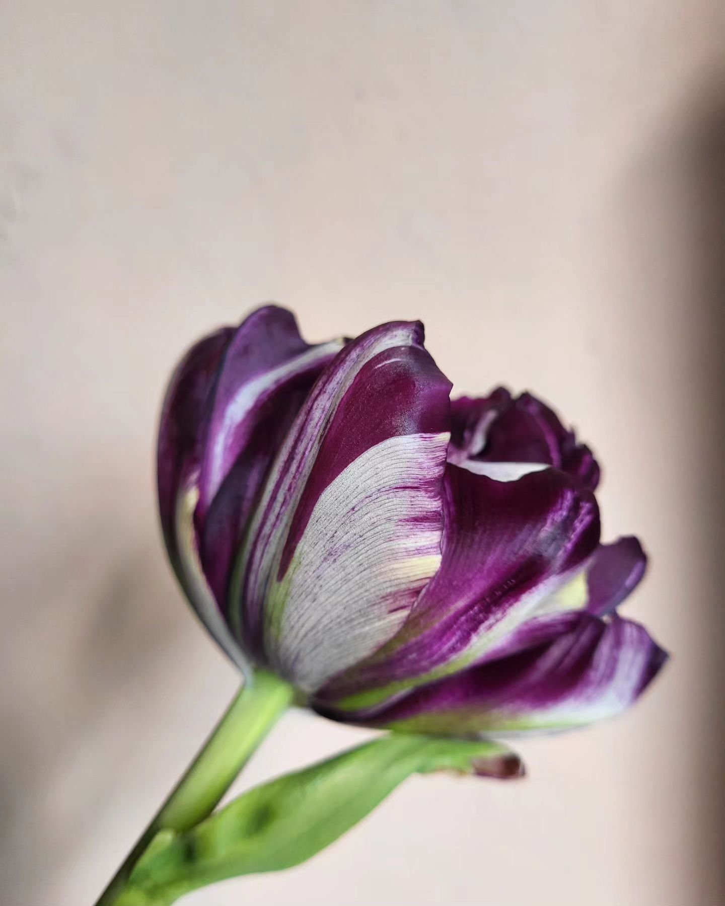 I'm so in love with this tulip. Grown by @birchfarmflowers can you enlighten me to the variety?