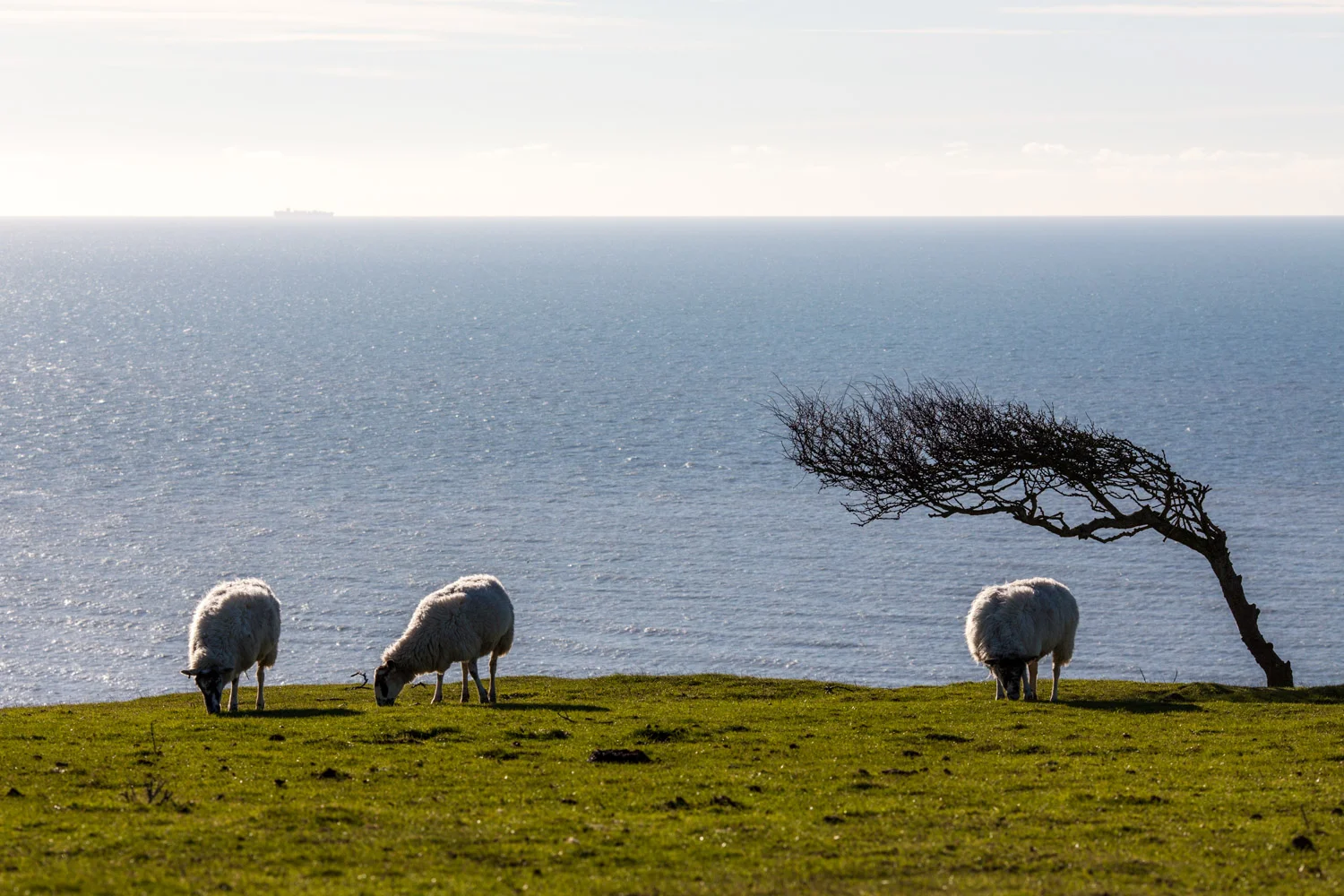 Sussex_23.jpg