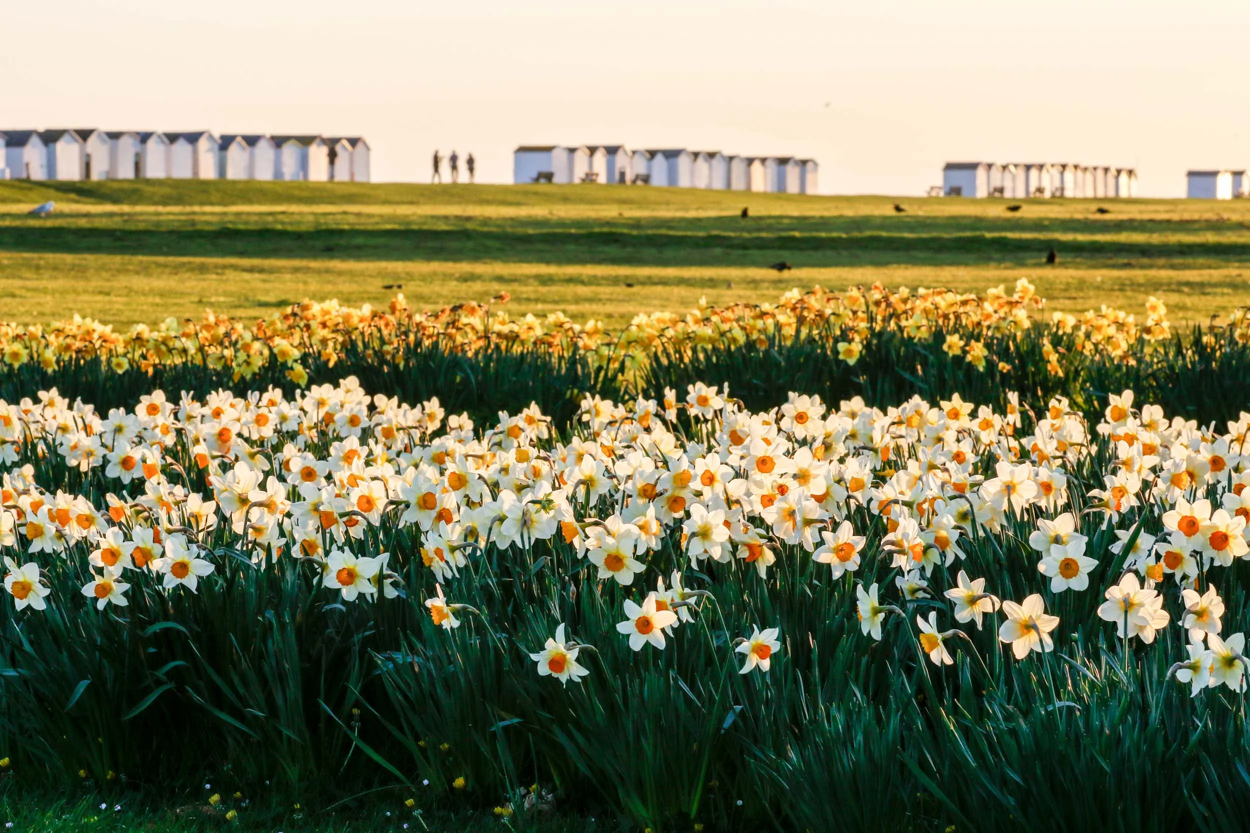 Sussex_13.jpg