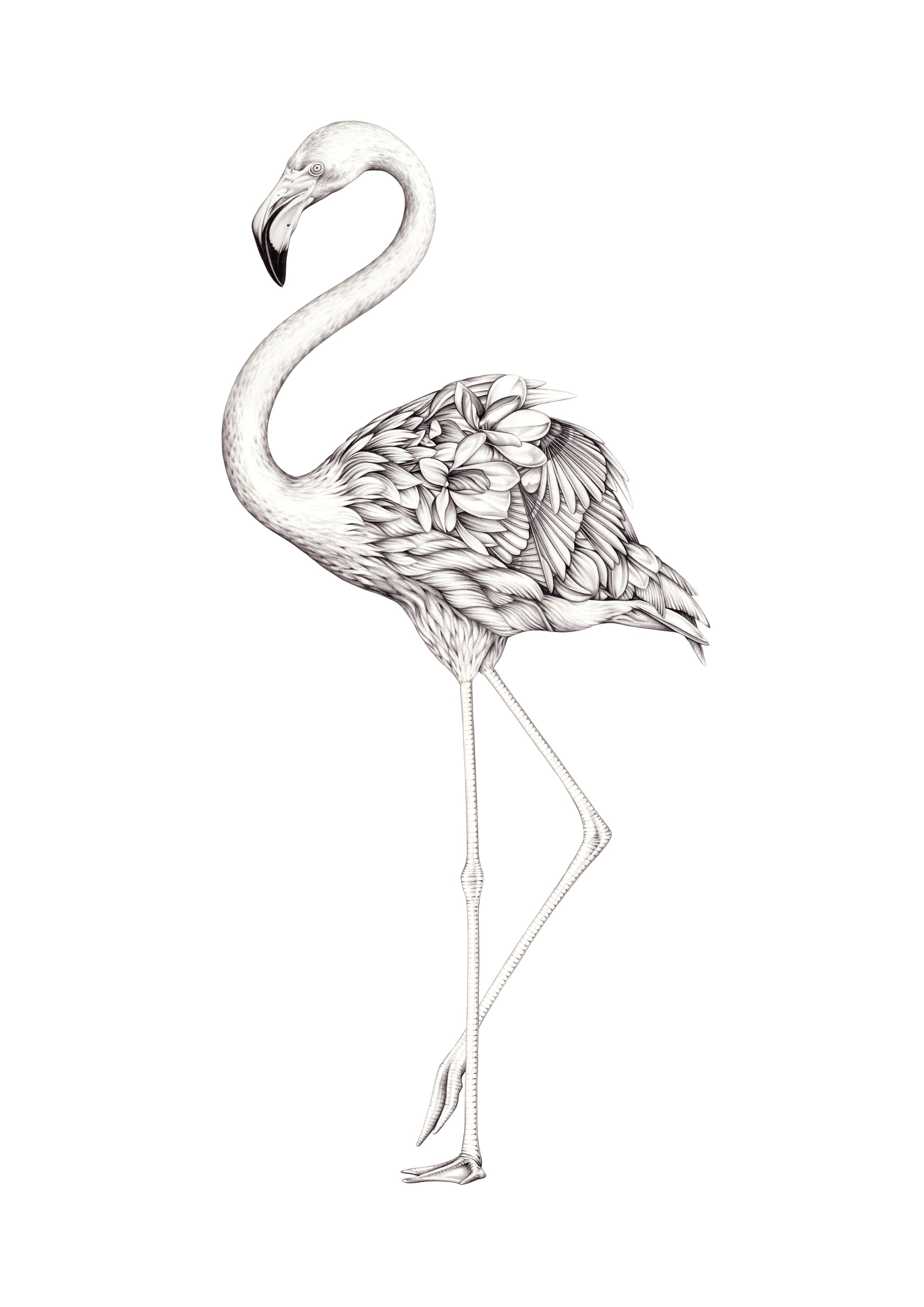Share 129+ realistic flamingo drawing latest - vietkidsiq.edu.vn