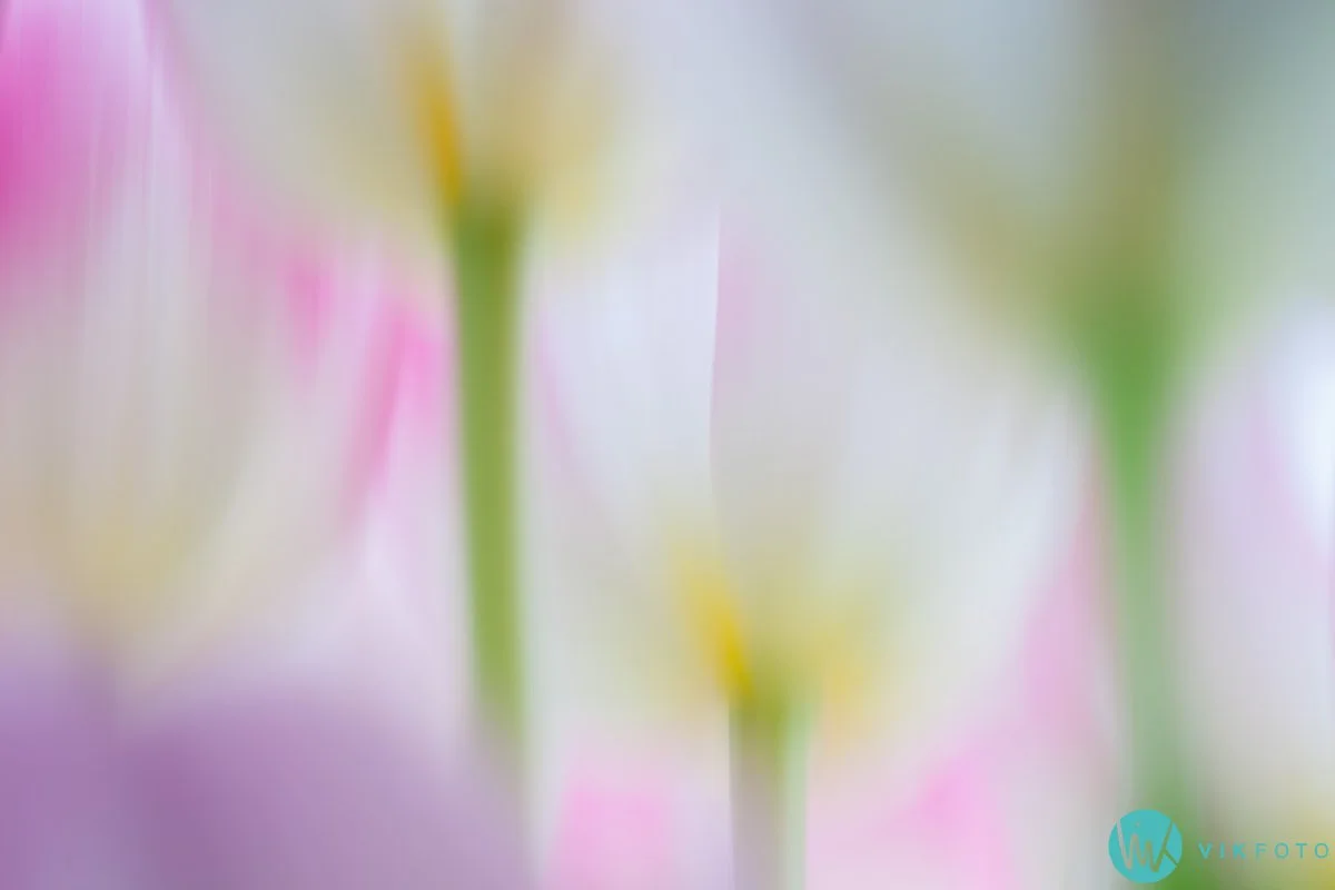 tulipan-bilde-blomst-kreativ-foto-teknikk.jpg