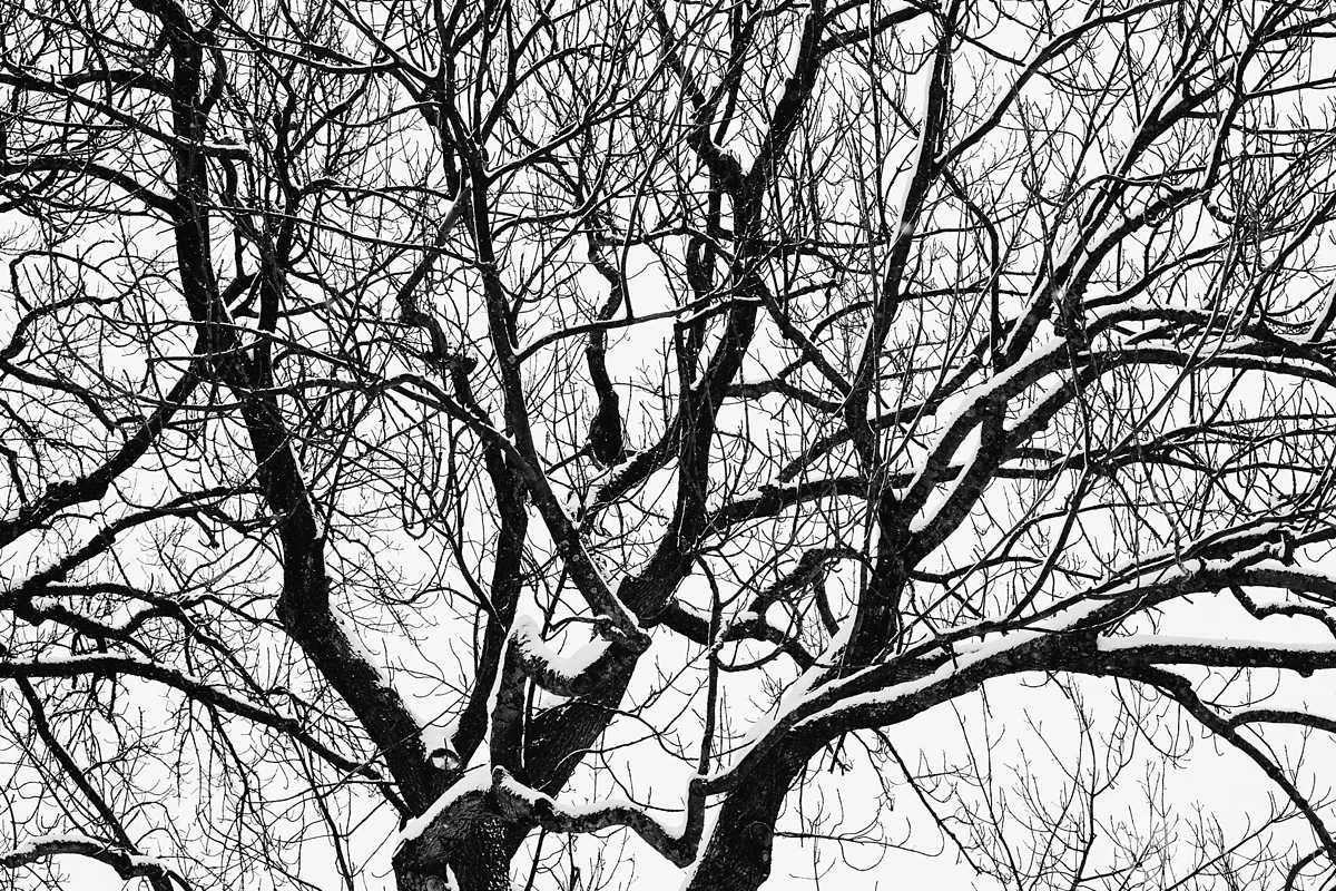 EXIF: Canon EOS 5D mk III, Canon 70-200 2.8 IS II, 1/160 sek, f/8, ISO 250.