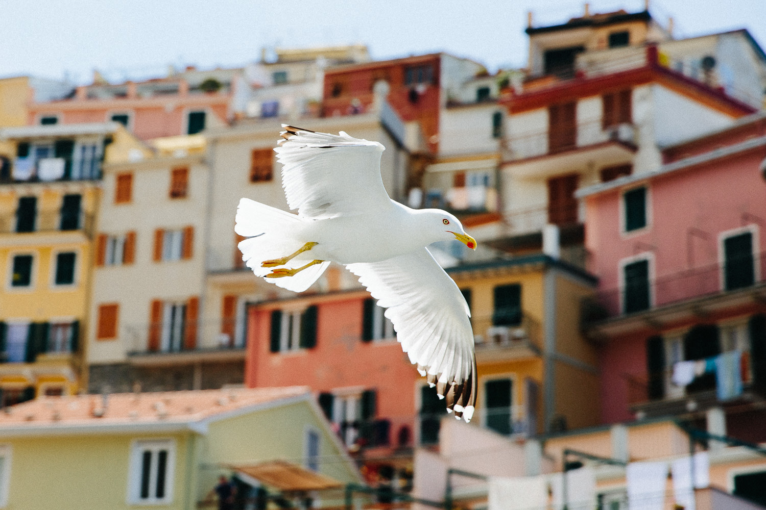 31-cinque-terre-manarola-reise-italia.jpg