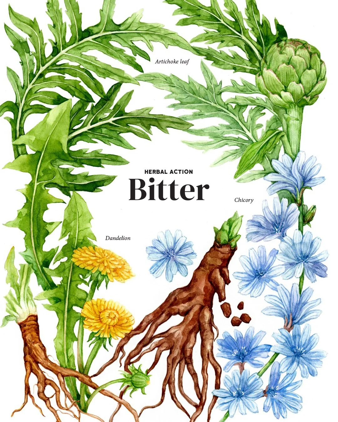 Illustrated book page featuring watercolor botanical illustrations of Dandelion, Chicory, and Artichoke with accompanying text about their herbal properties